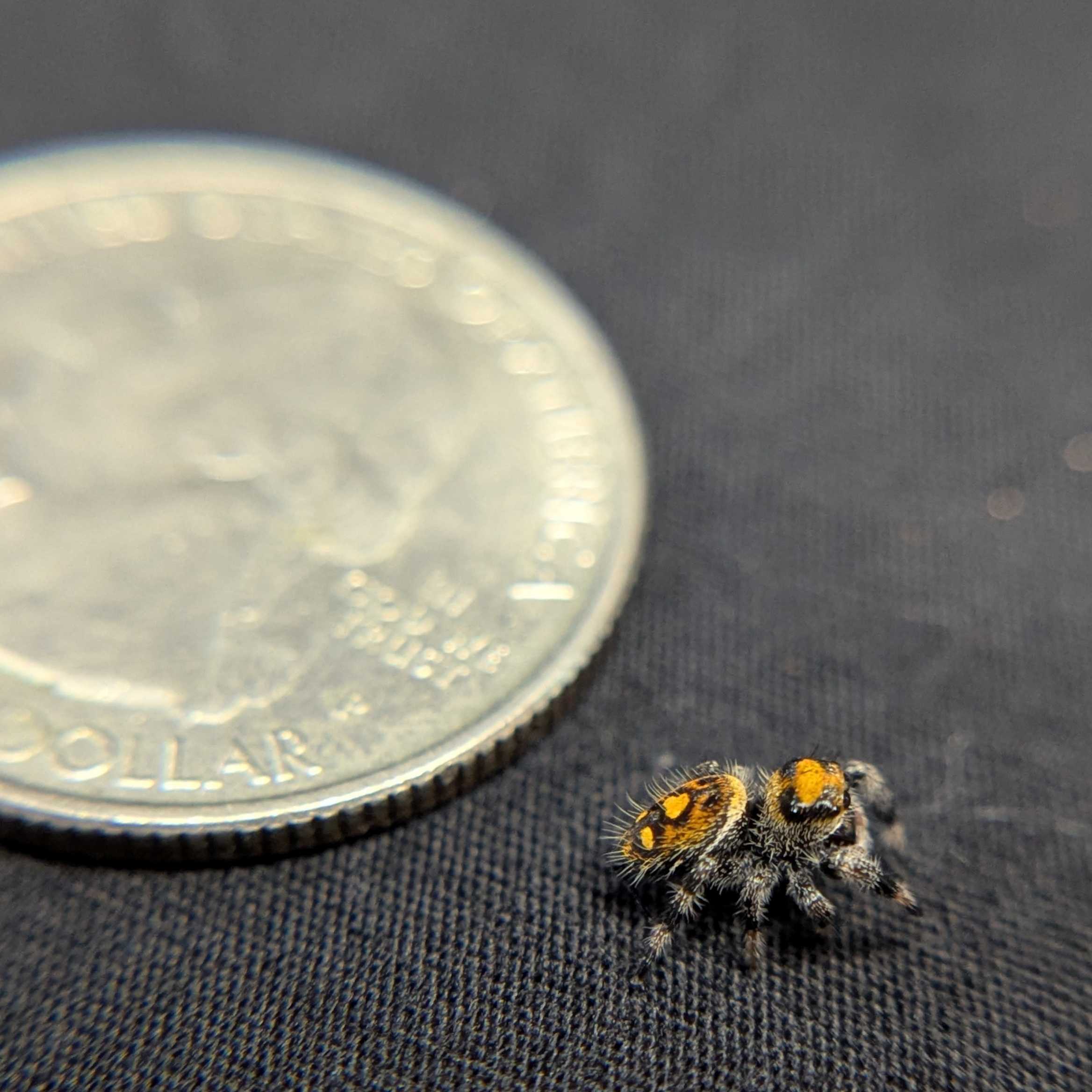 Regal Jumping Spider “Nectar”