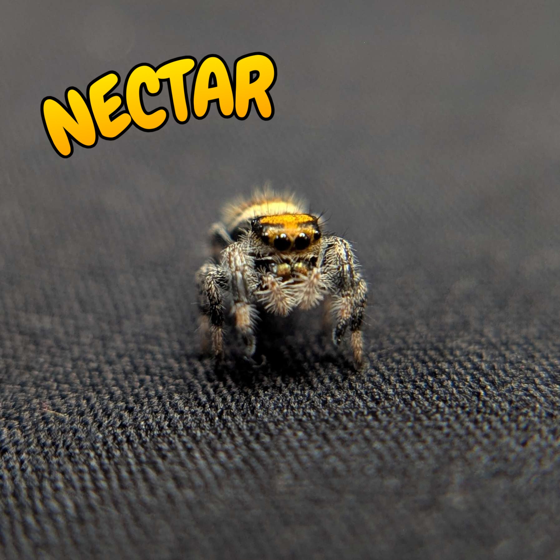 Regal Jumping Spider “Nectar”