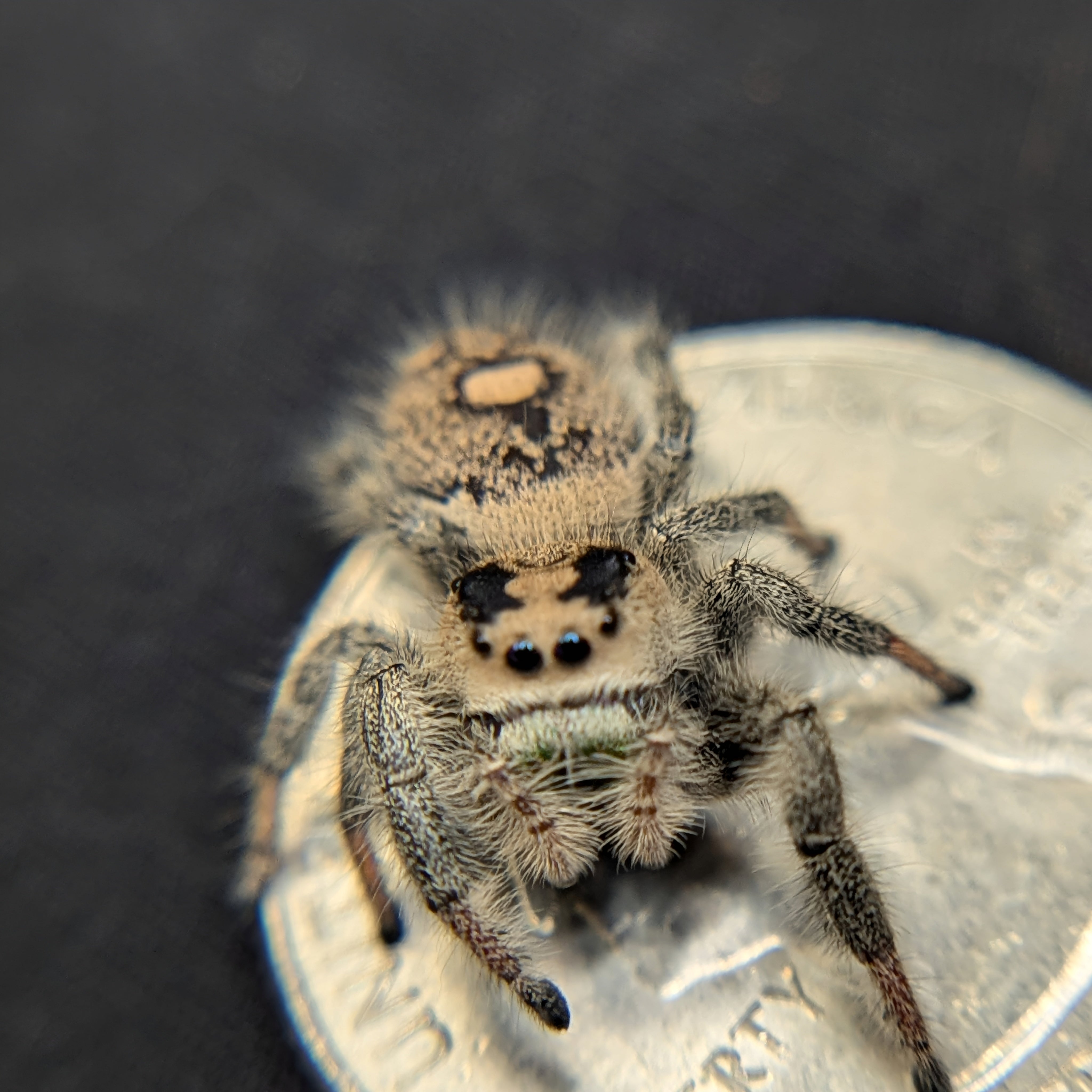 Regal Jumping Spider "Meadow"