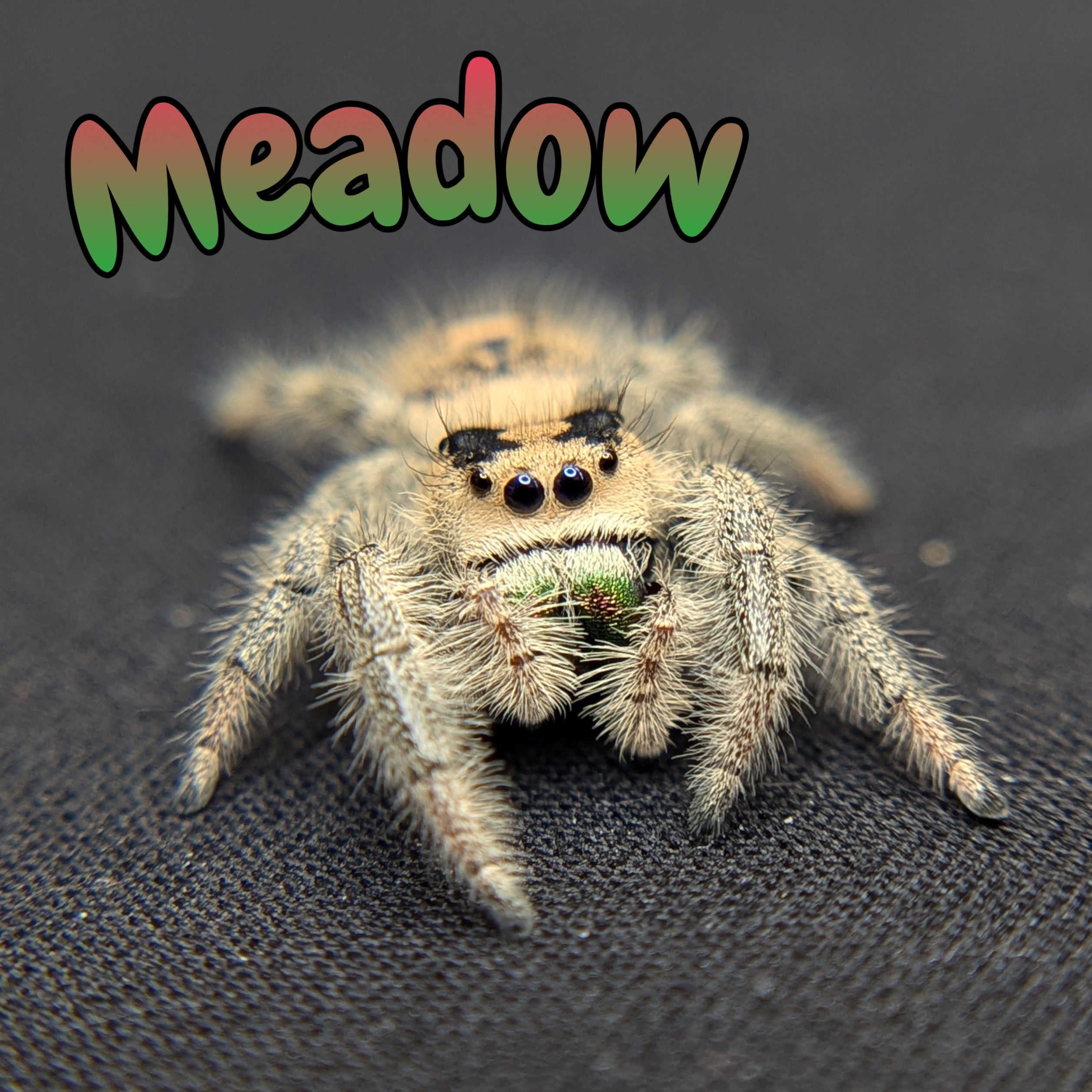 Regal Jumping Spider "Meadow"