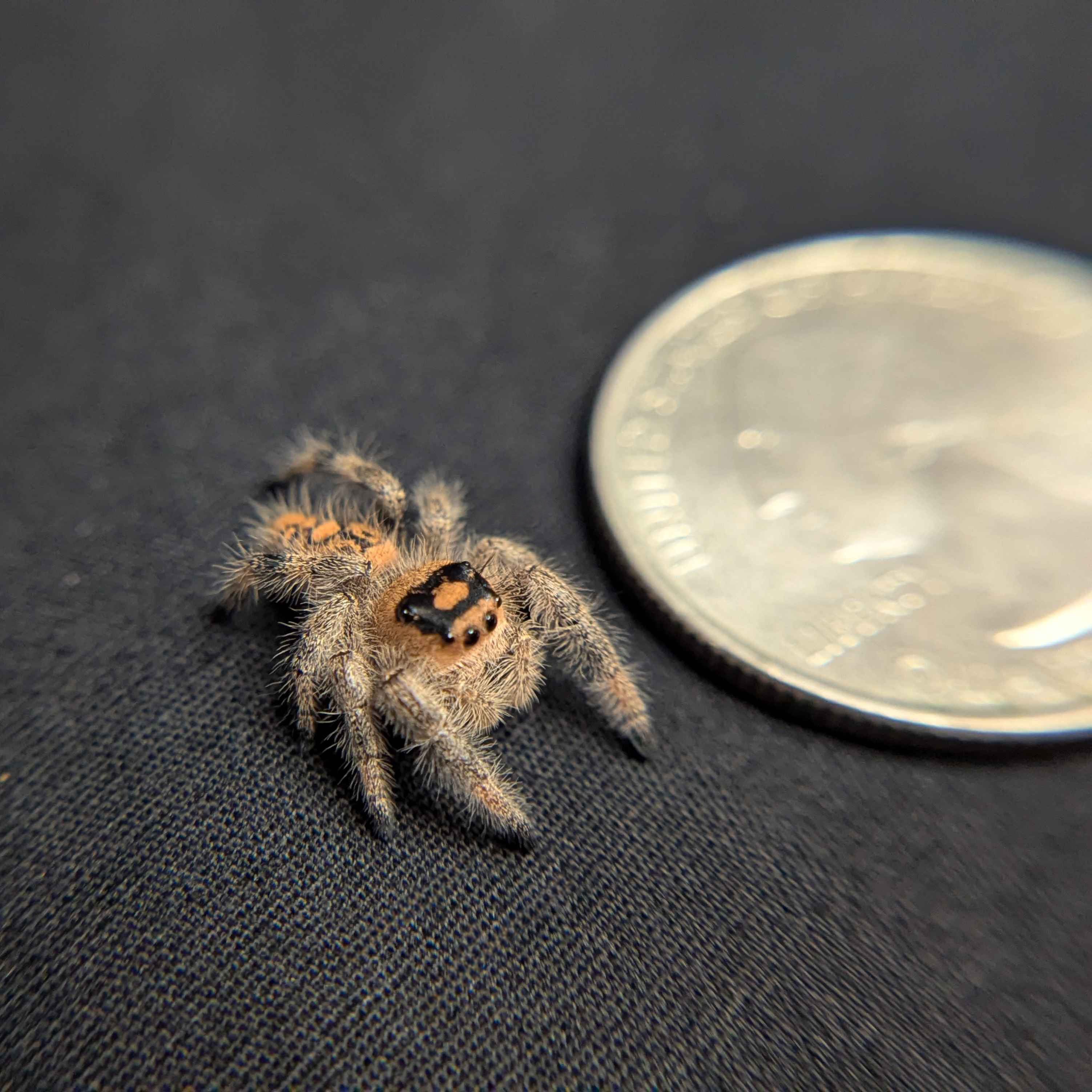Regal Jumping Spider “Pudding”