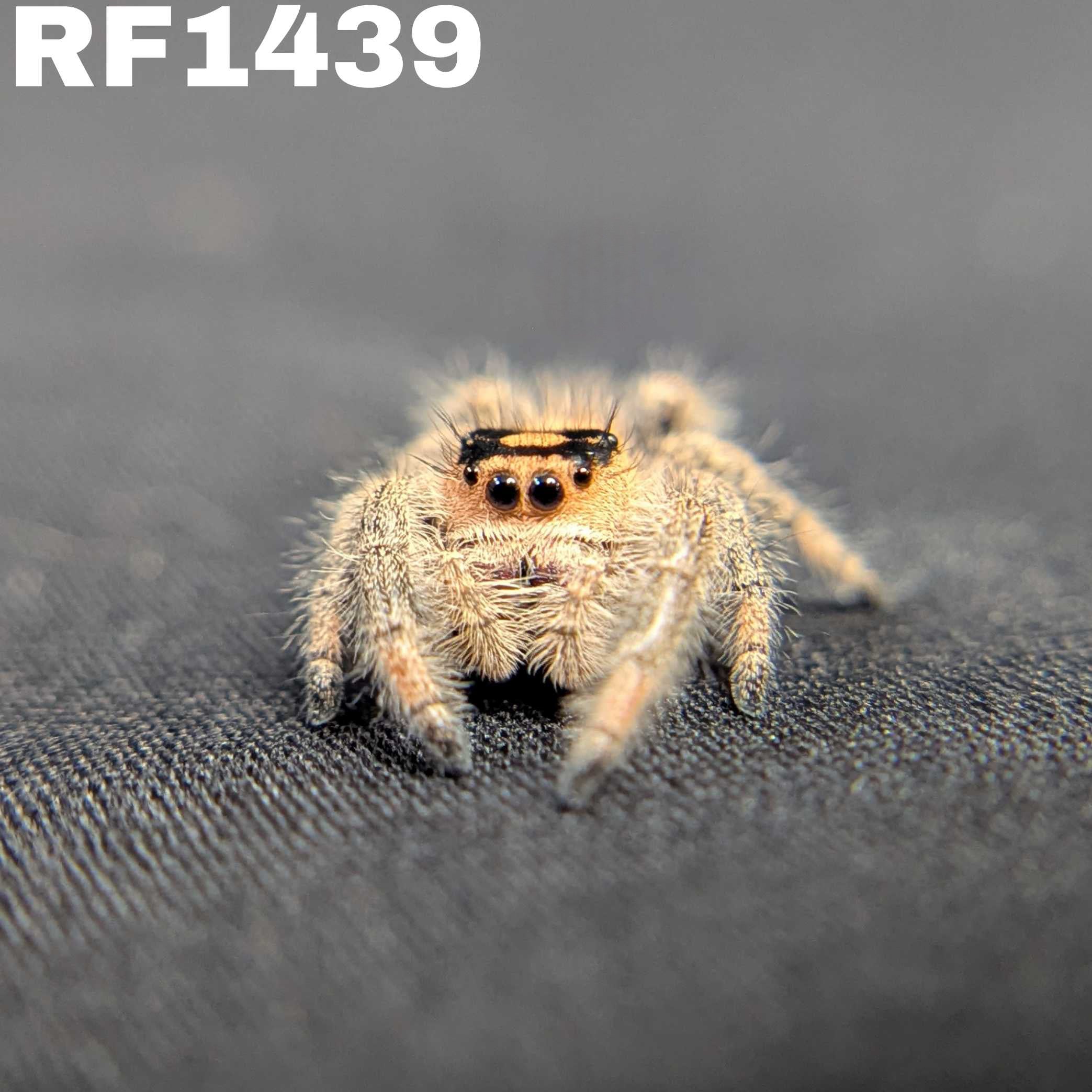 Regal Jumping Spider “Pudding”
