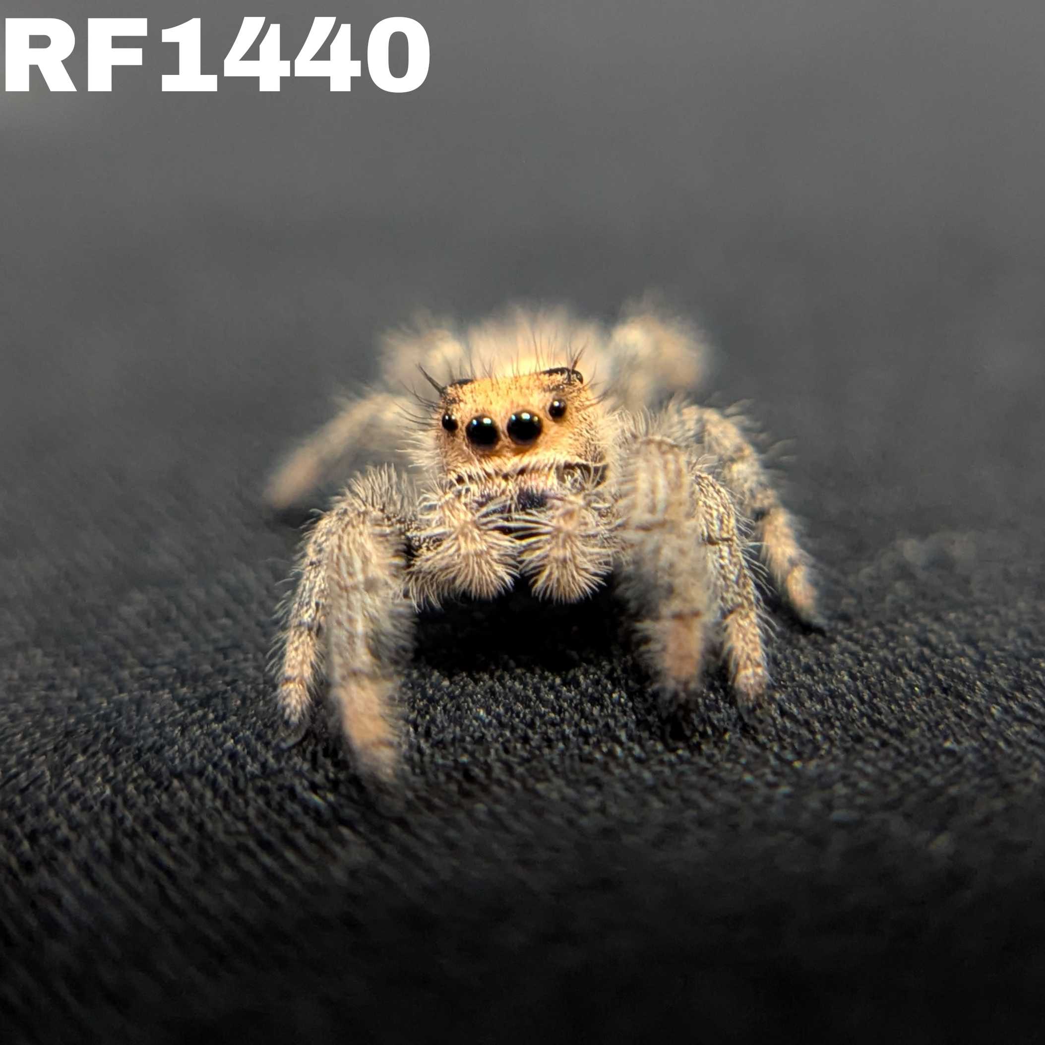 Regal Jumping Spider “Phoenix”