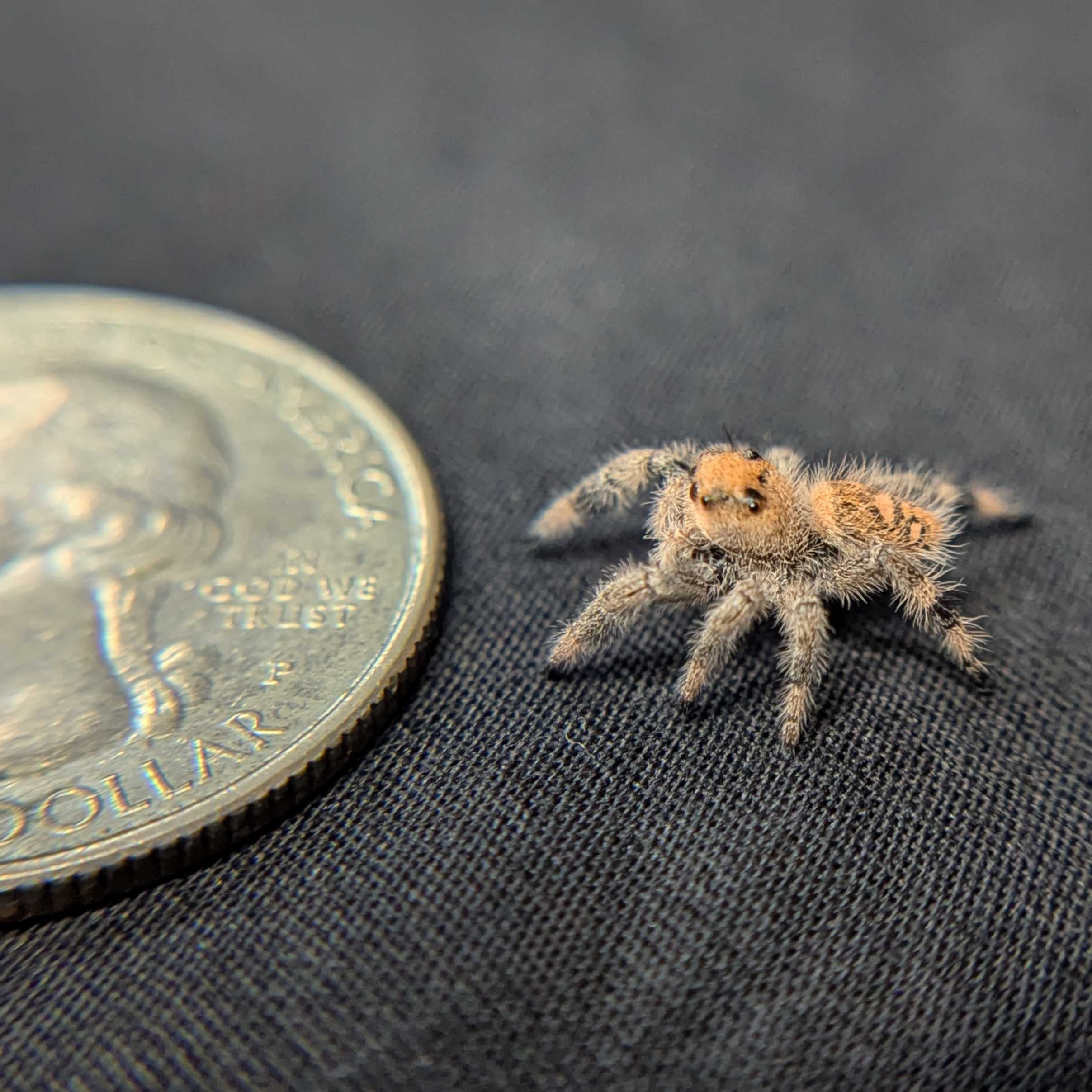 Regal Jumping Spider “Phoenix”