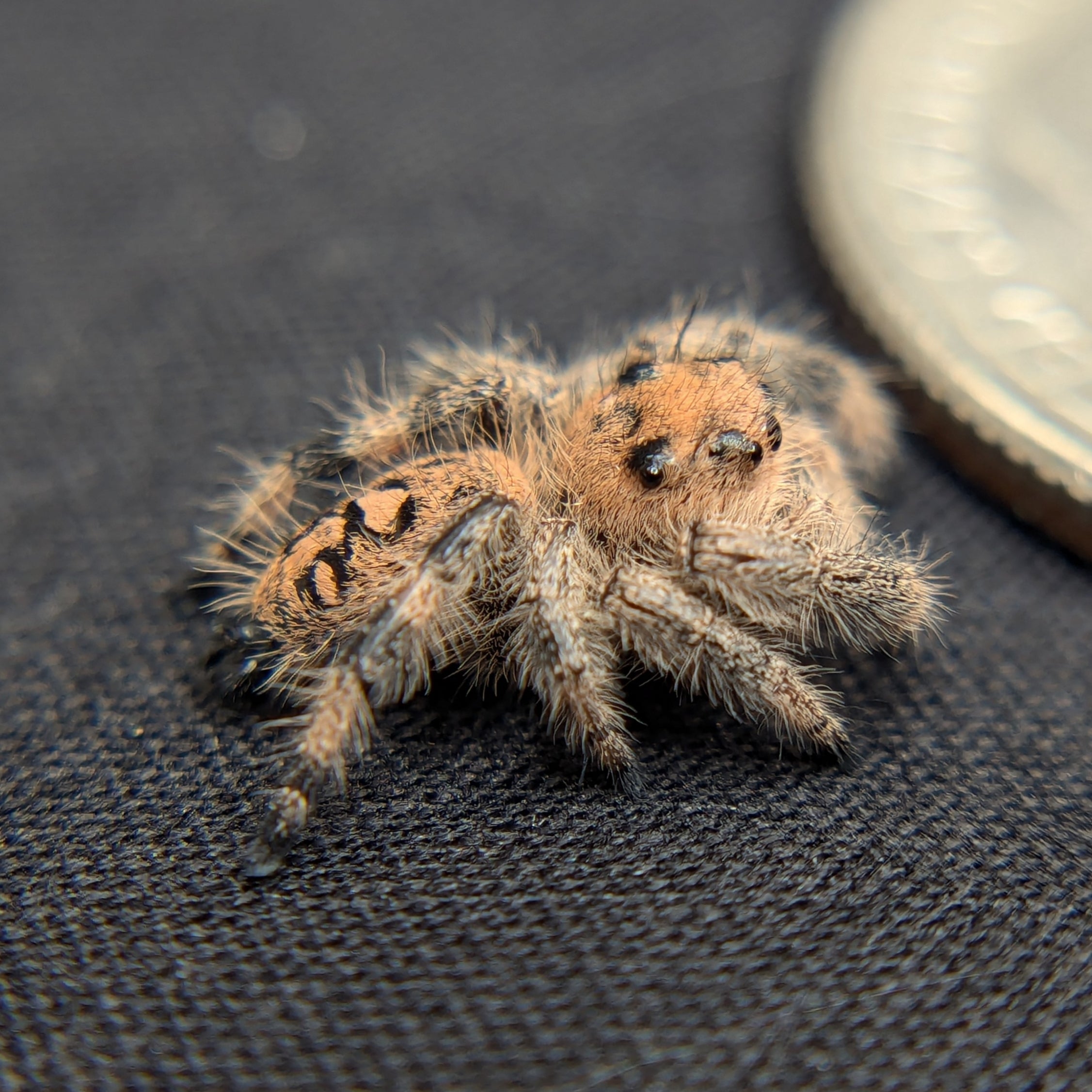 Regal Jumping Spider "Rosie"