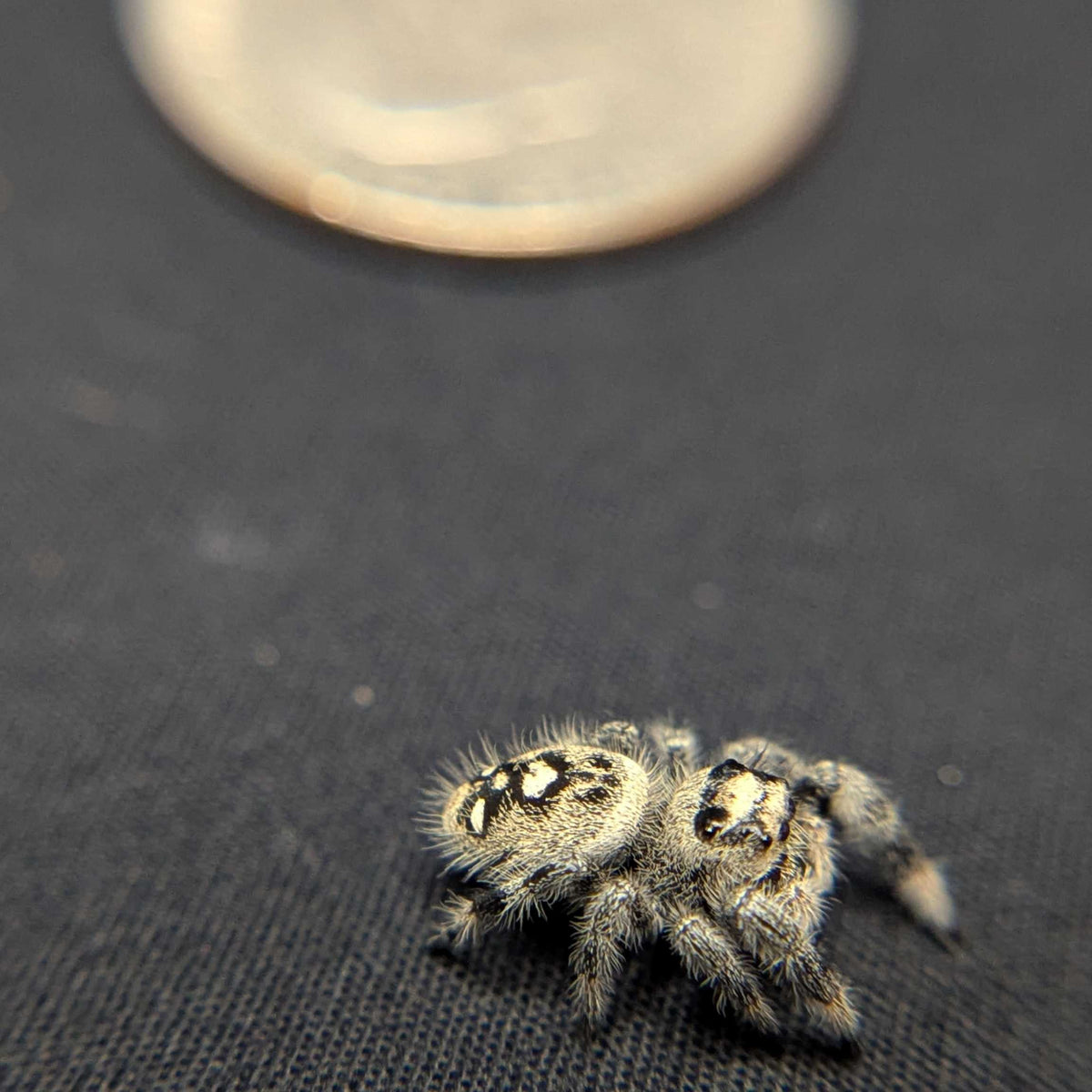 Regal Jumping Spider "Sugar Bomb"