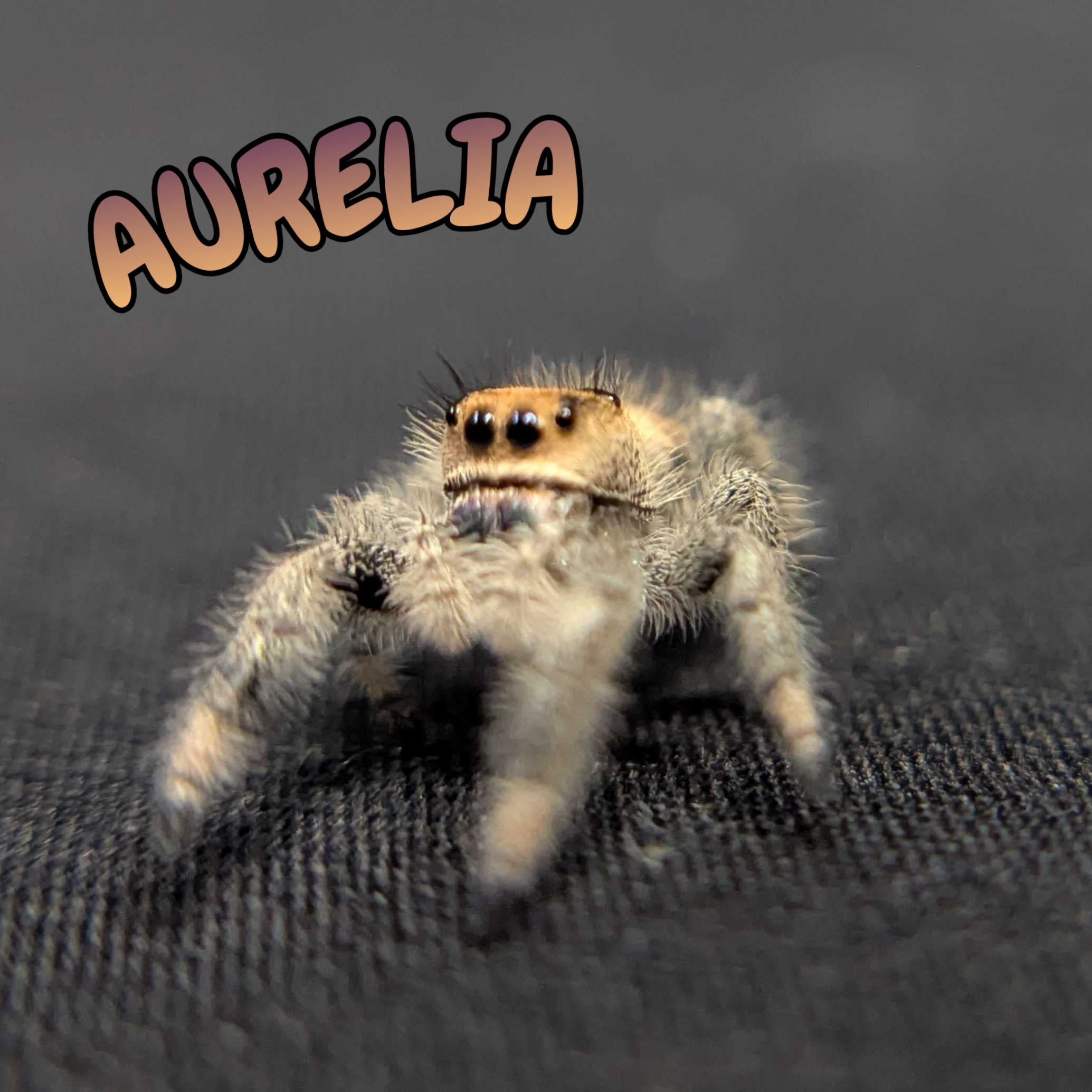 Regal Jumping Spider “Aurelia”
