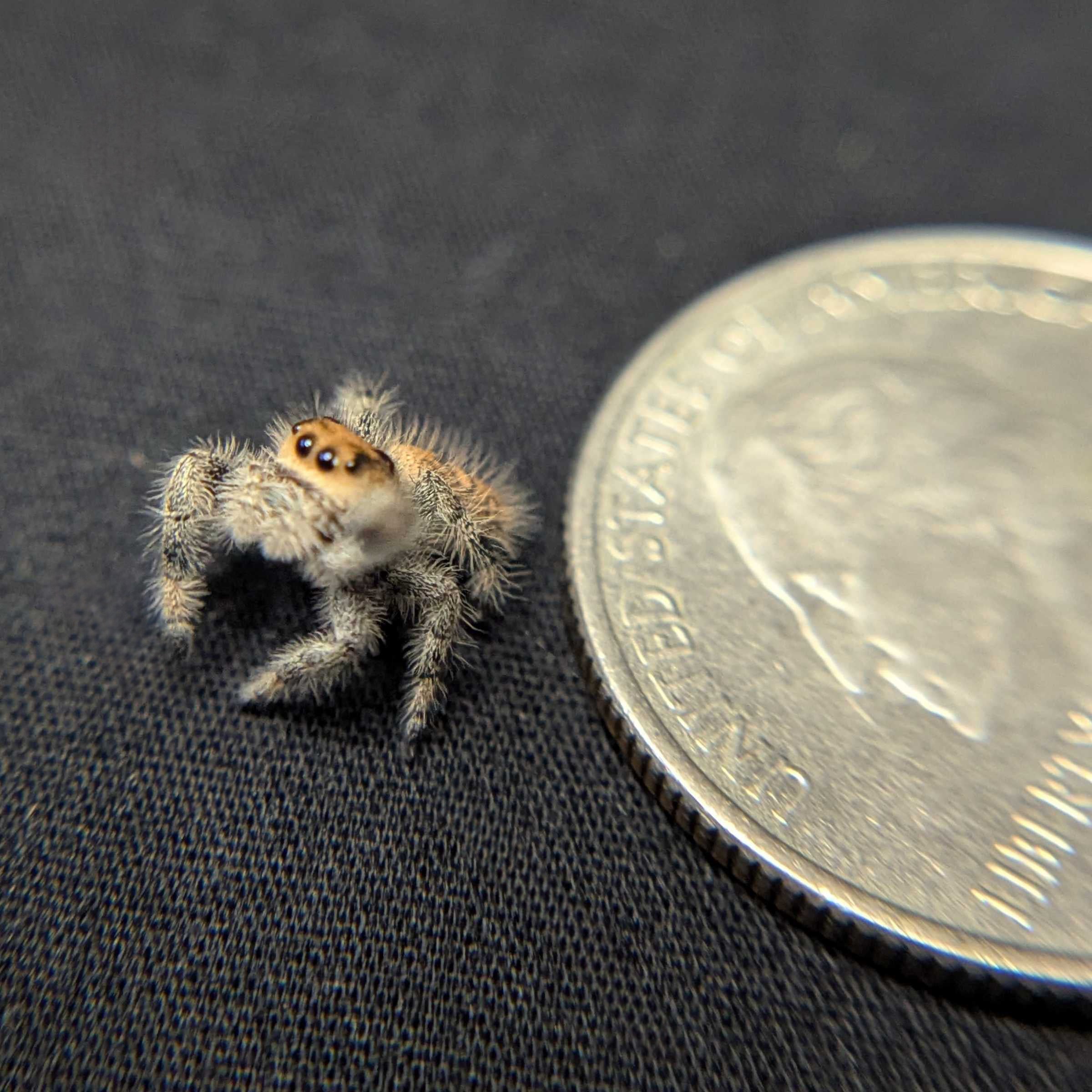 Regal Jumping Spider “Aurelia”