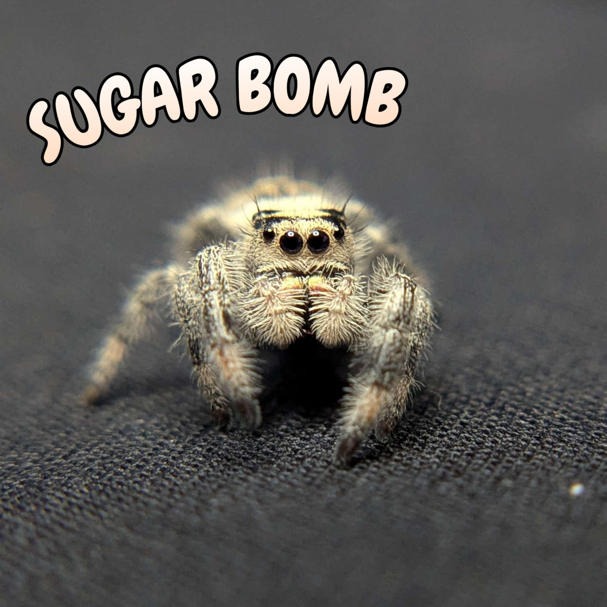 Regal Jumping Spider "Sugar Bomb"