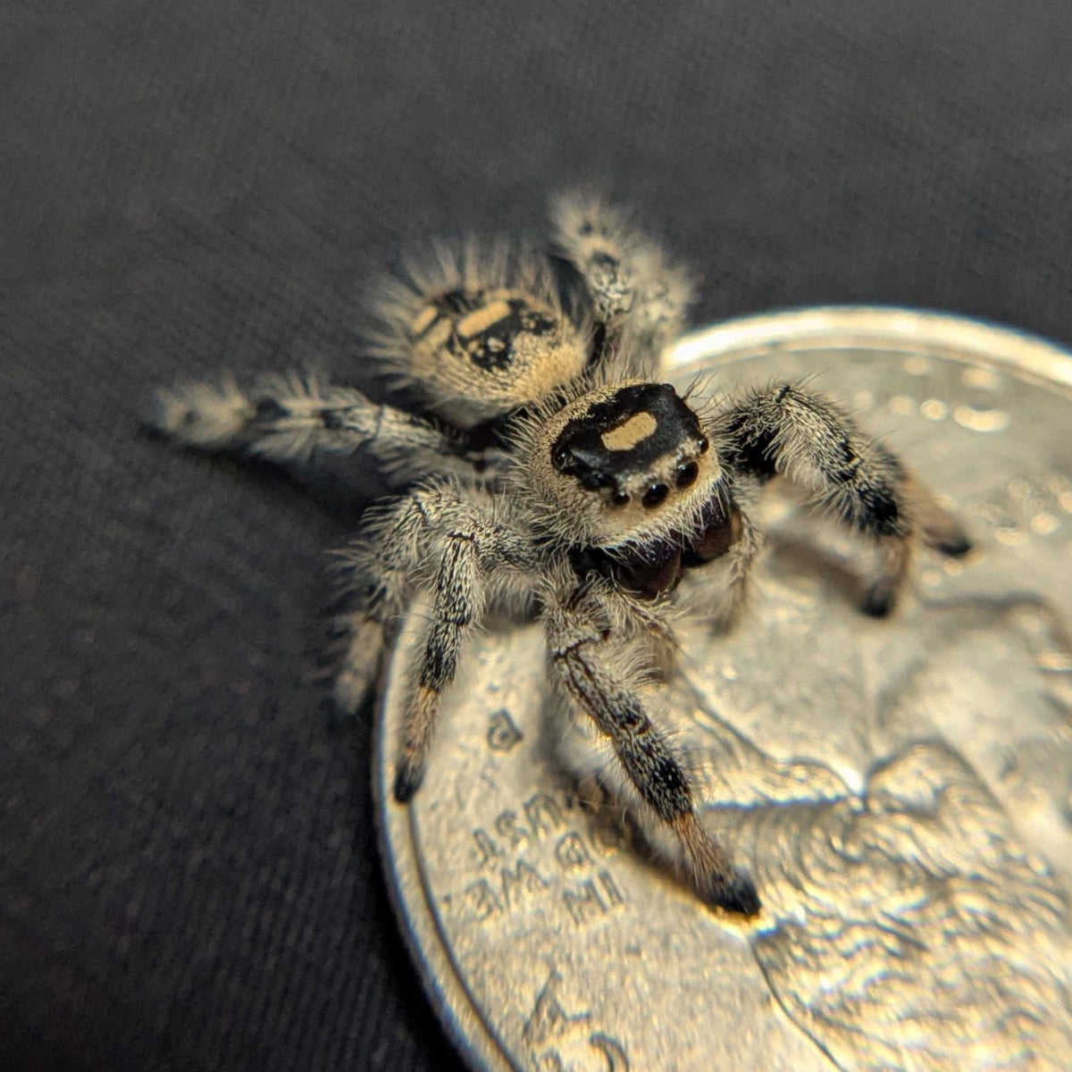 Regal Jumping Spider "Grape"