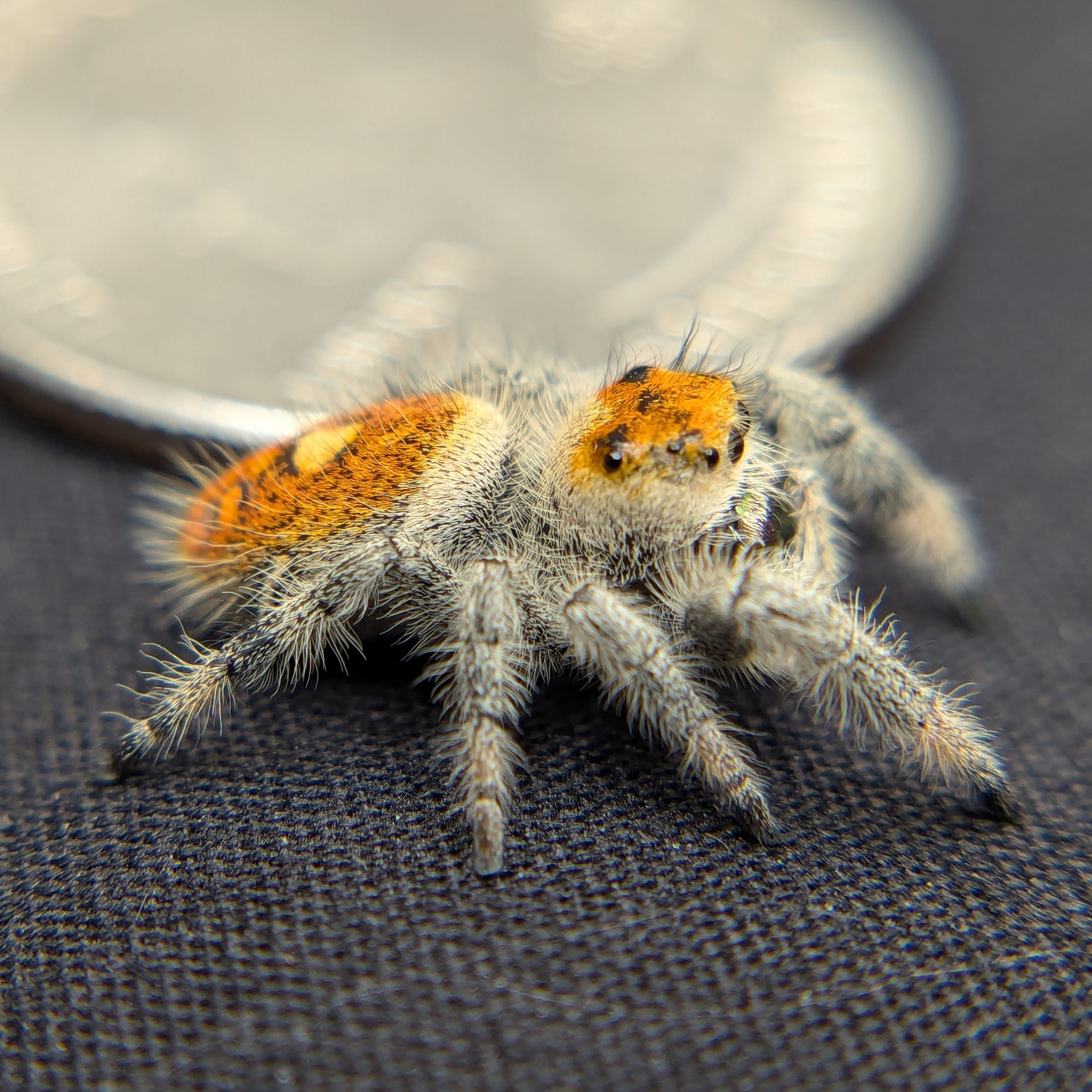 Regal Jumping Spider “Dawn”