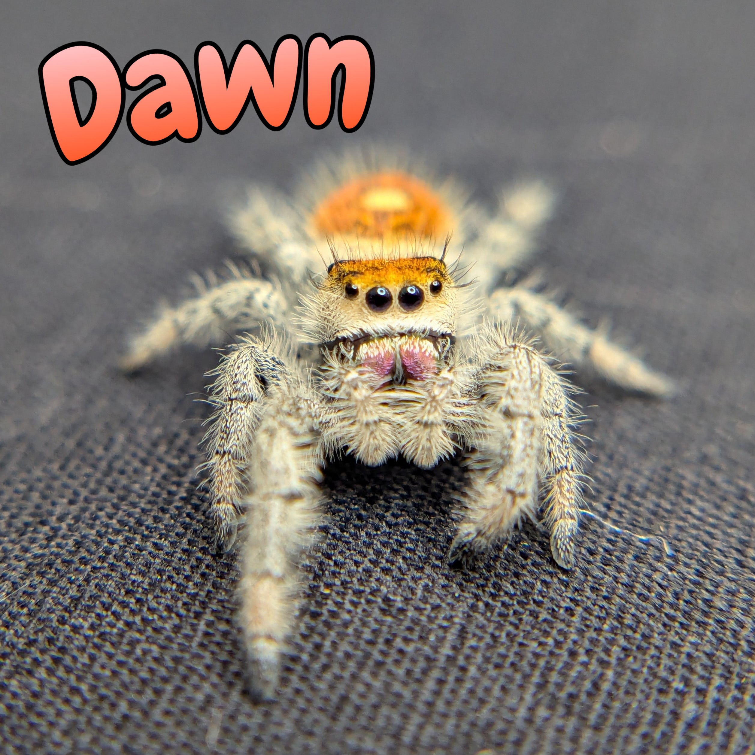 Regal Jumping Spider “Dawn”