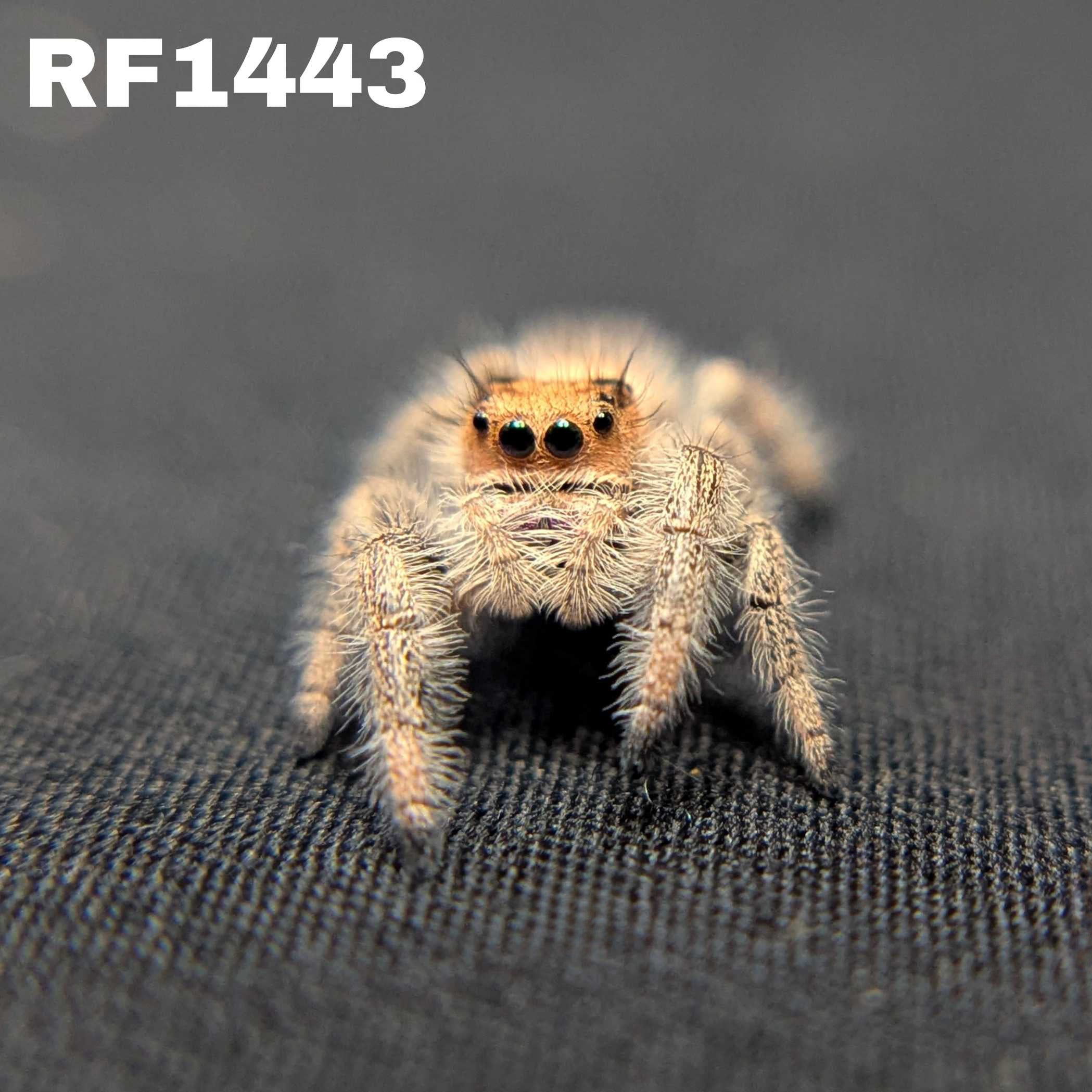 Regal Jumping Spider “Apple Crisp”