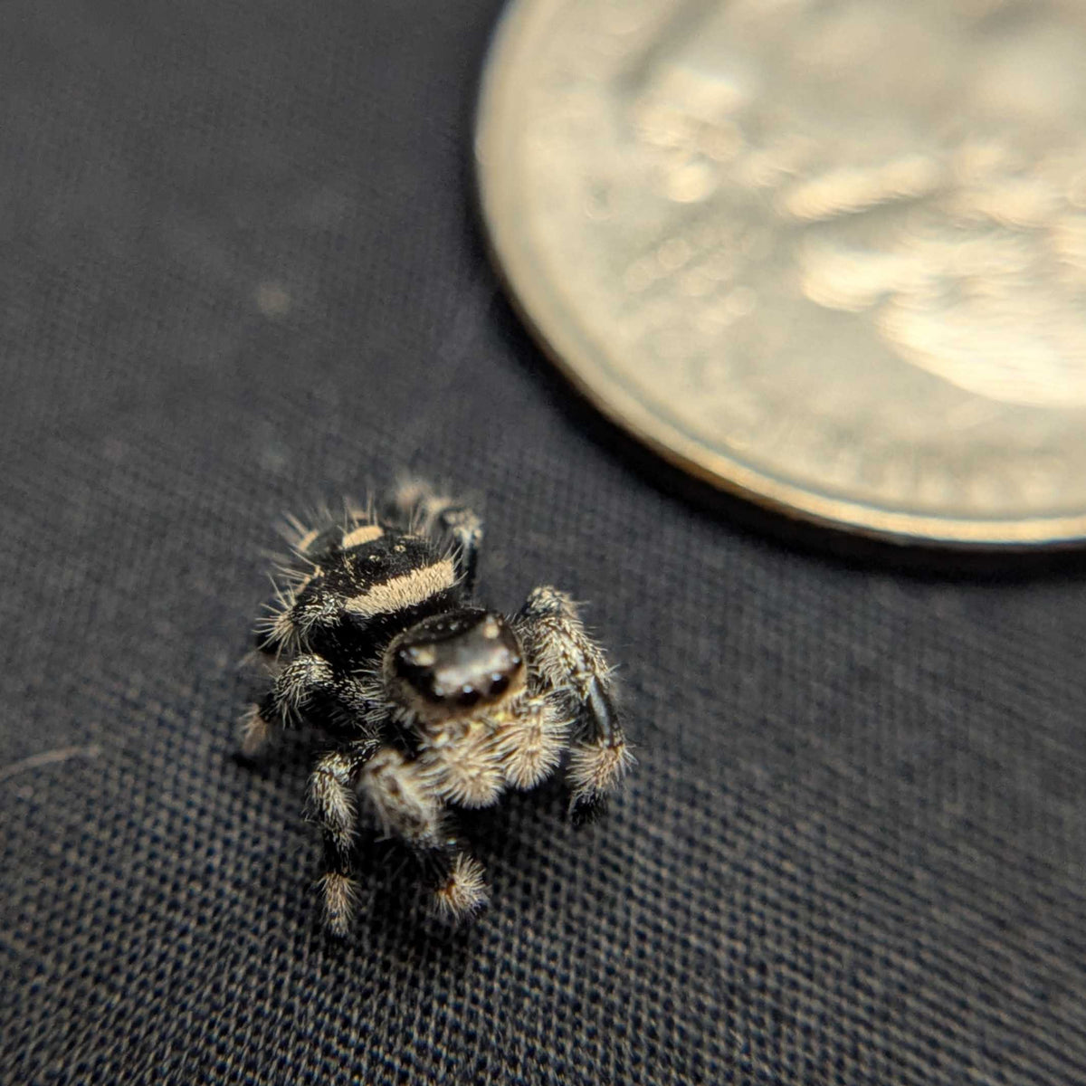 Regal Jumping Spider "Coco"