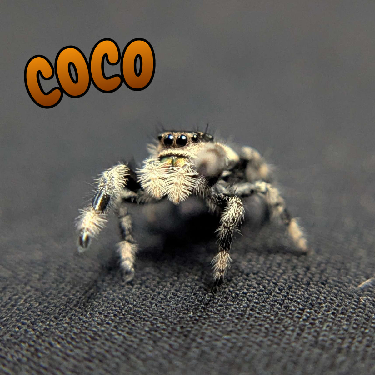Regal Jumping Spider "Coco"