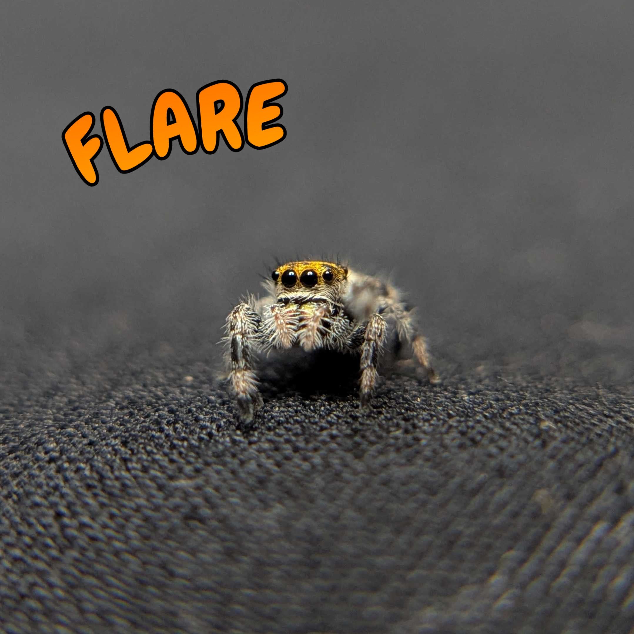 Regal Jumping Spider "Flare"