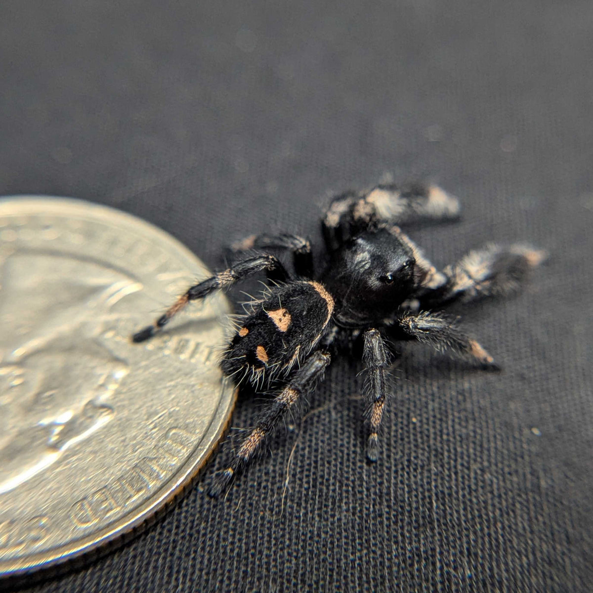 Regal Jumping Spider "Fantasy"