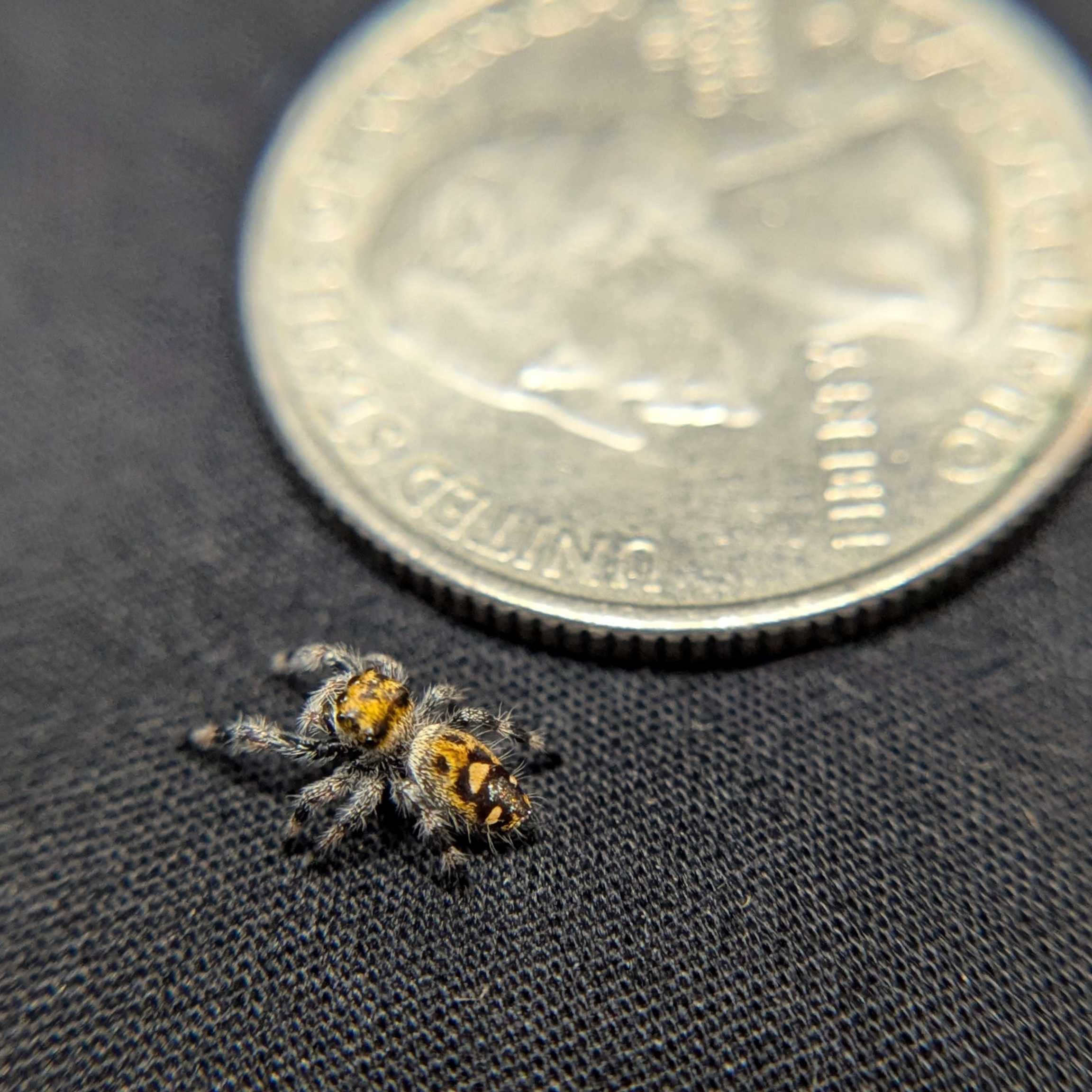 Regal Jumping Spider "Flare"