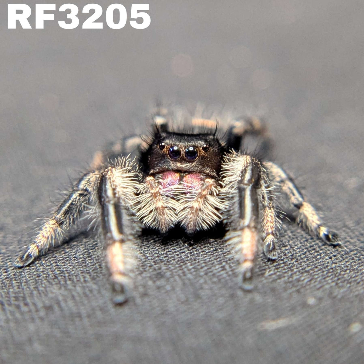 Regal Jumping Spider "Fantasy"