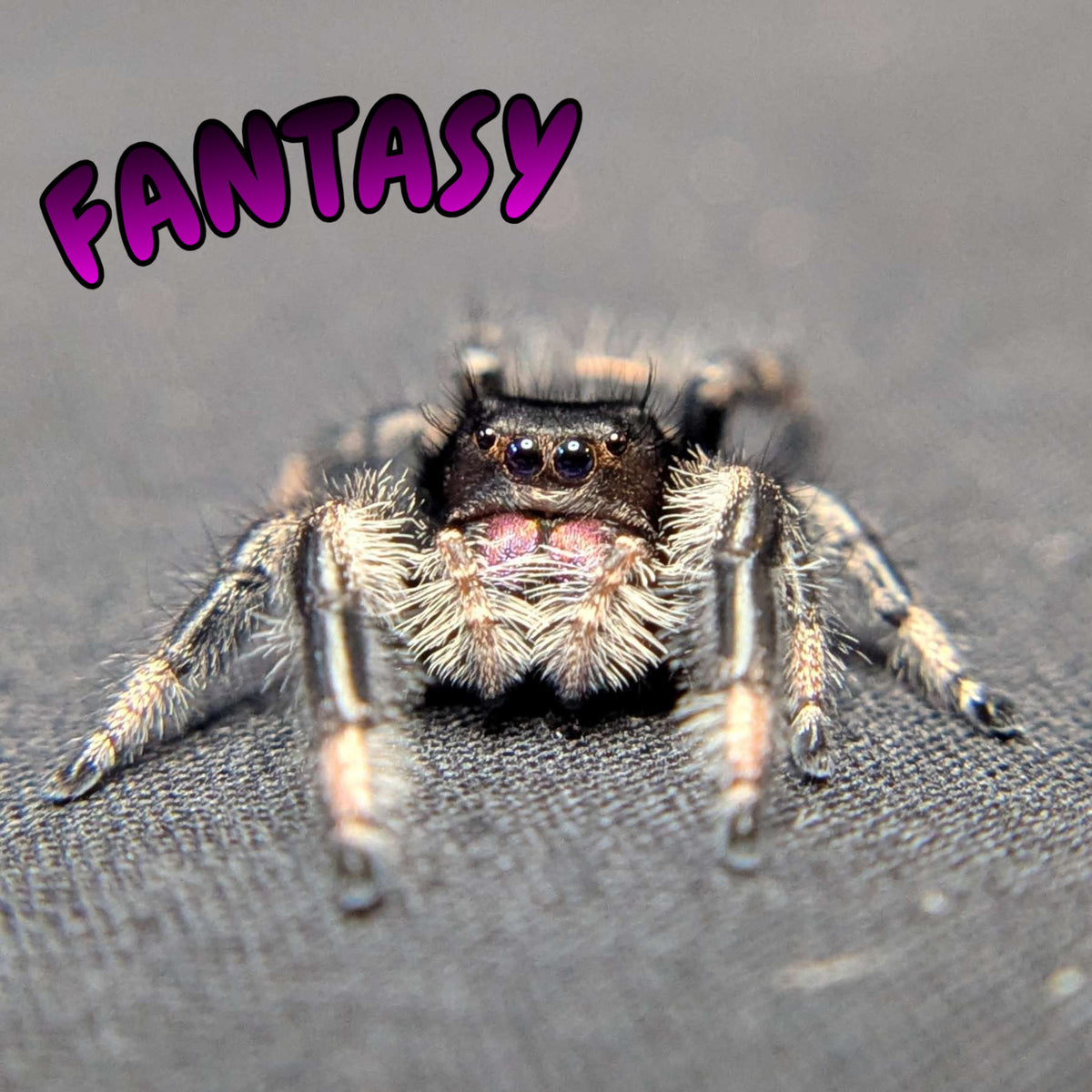 Regal Jumping Spider "Fantasy"