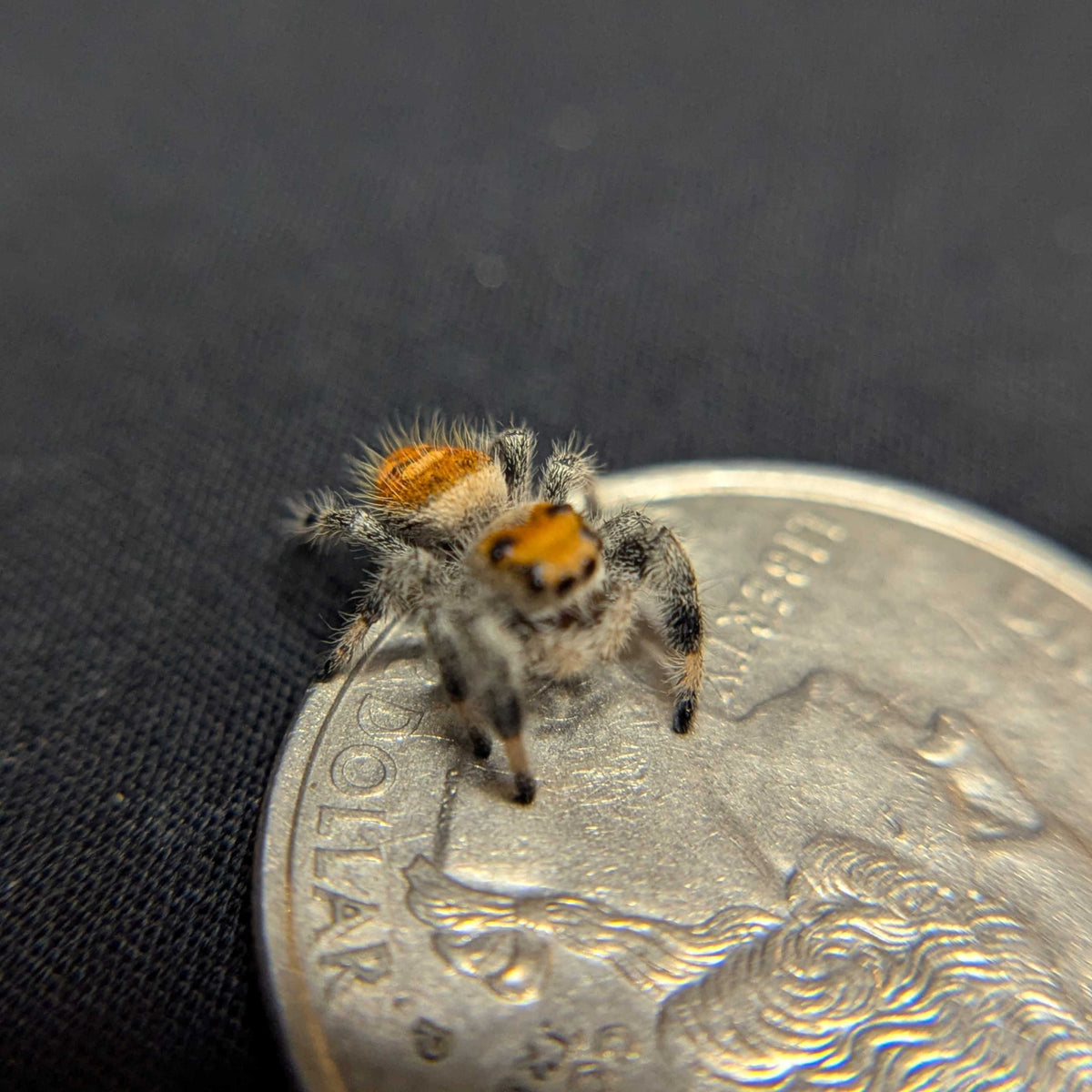 Regal Jumping Spider "Tomato"