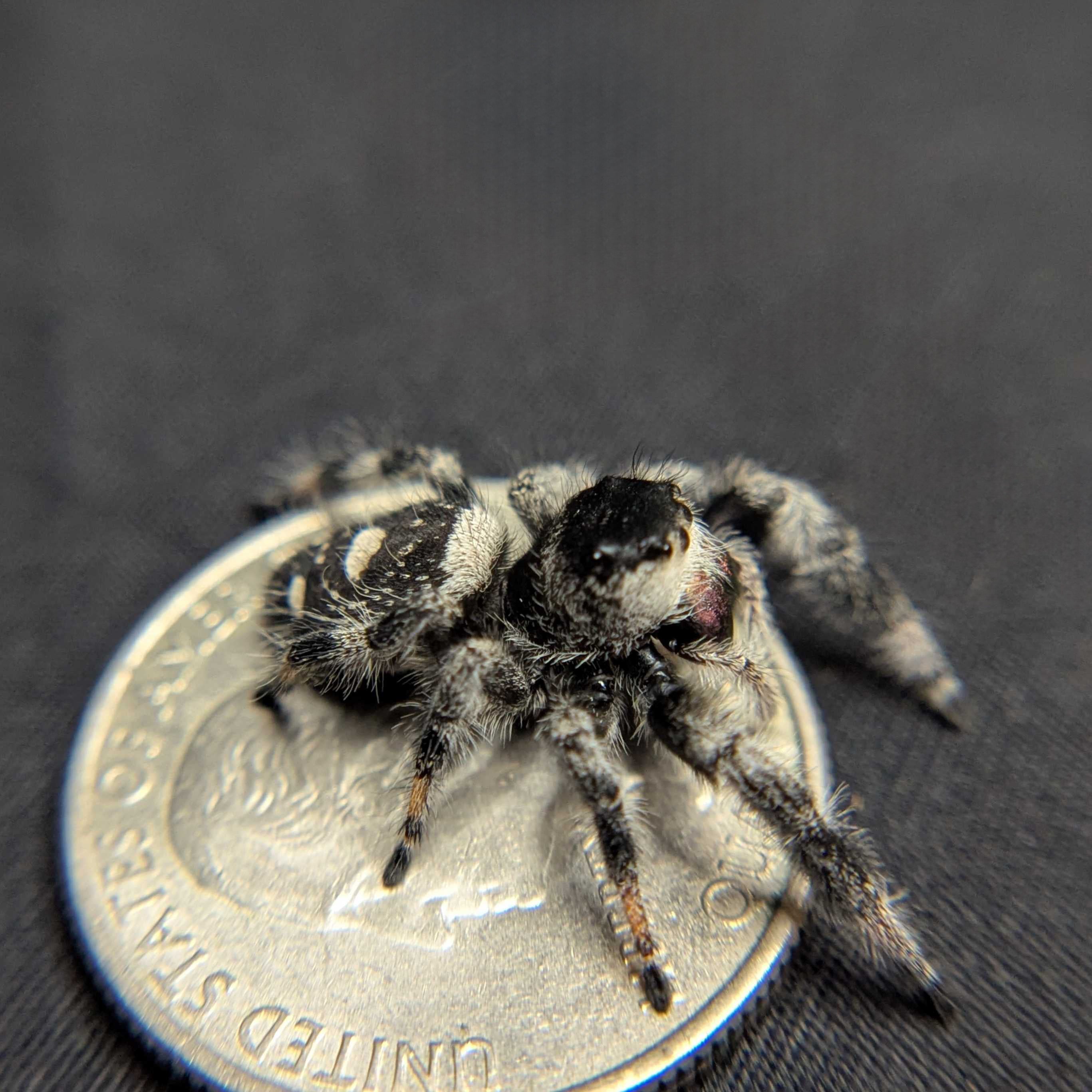 Regal Jumping Spider "Morticia"