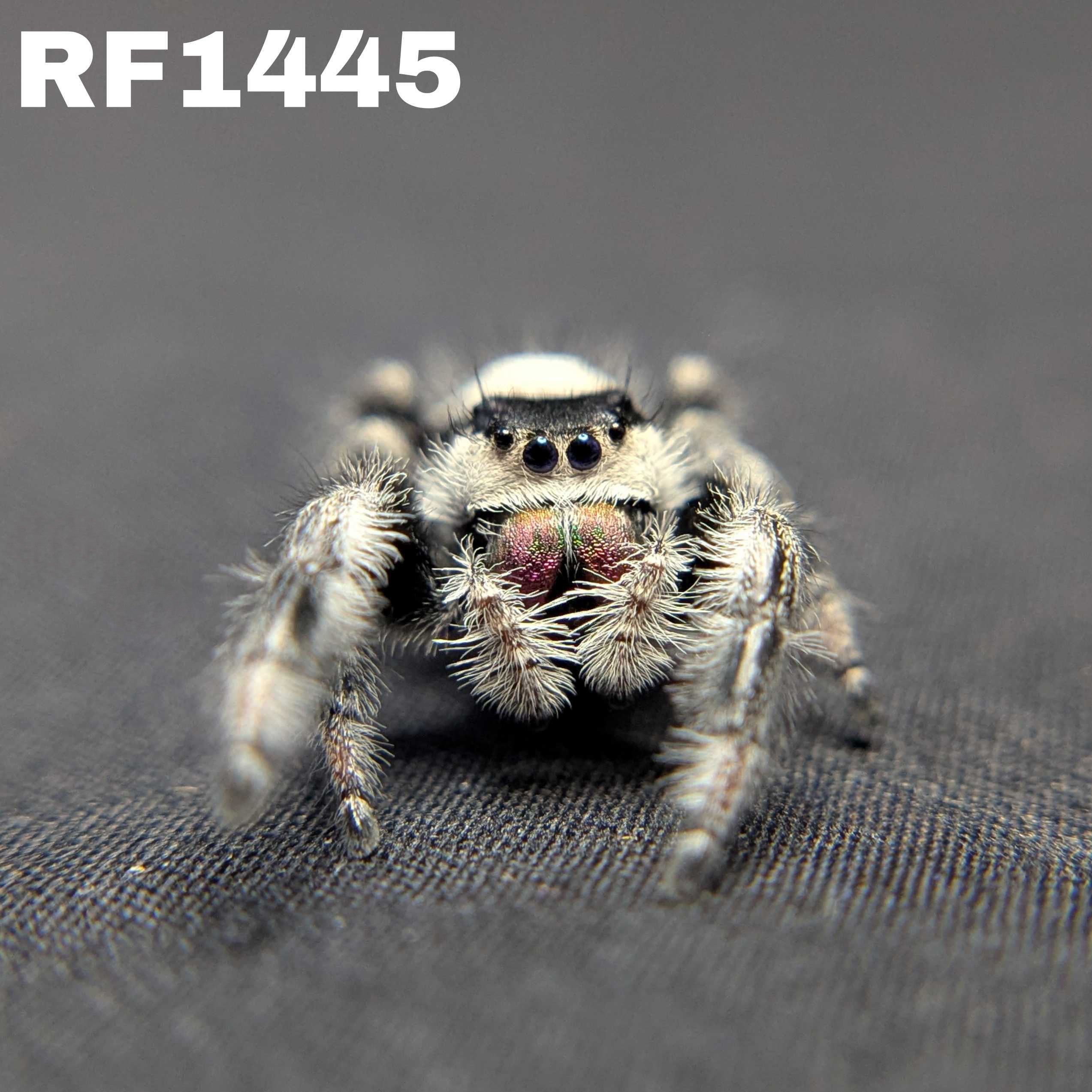 Regal Jumping Spider "Morticia"