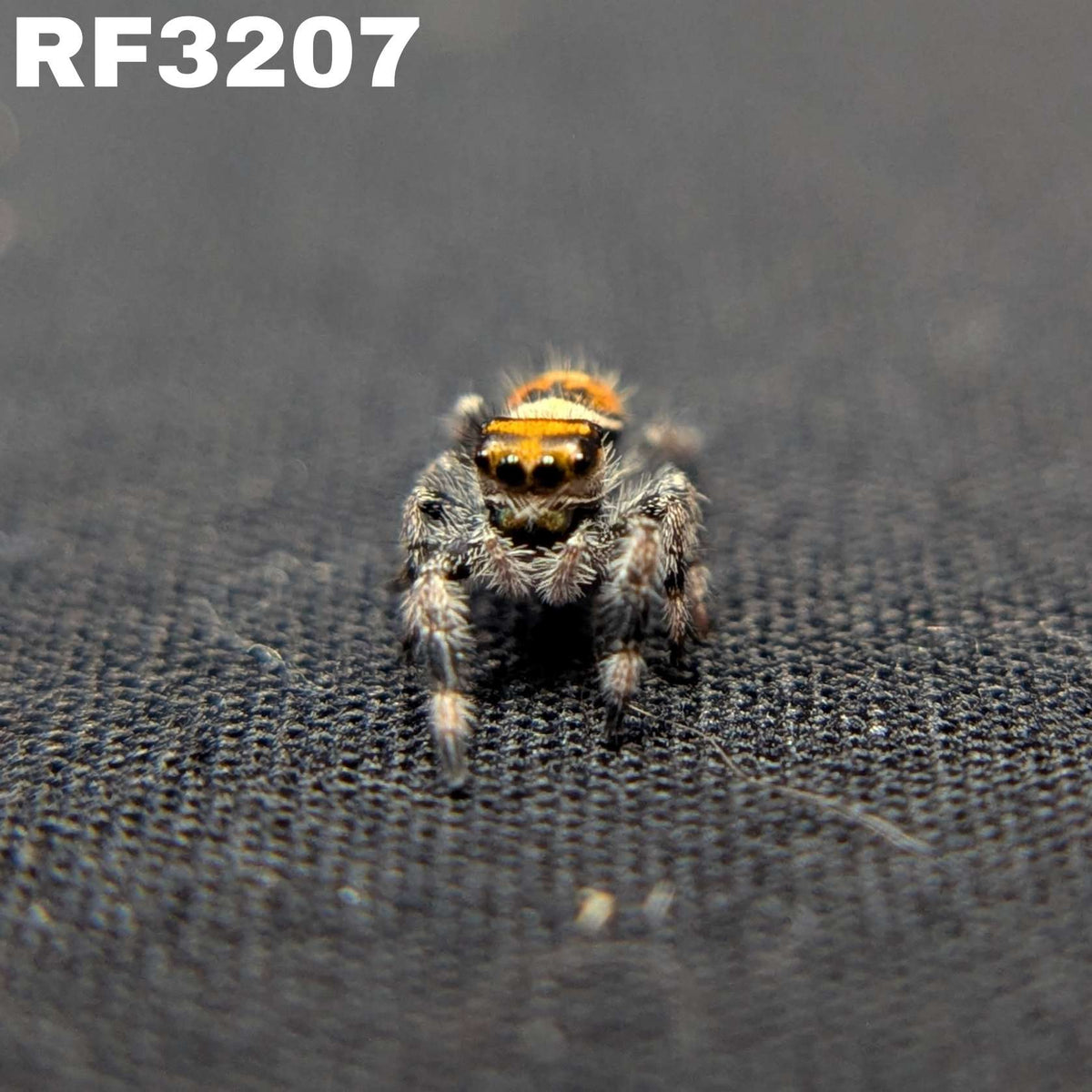Regal Jumping Spider "Ginger"
