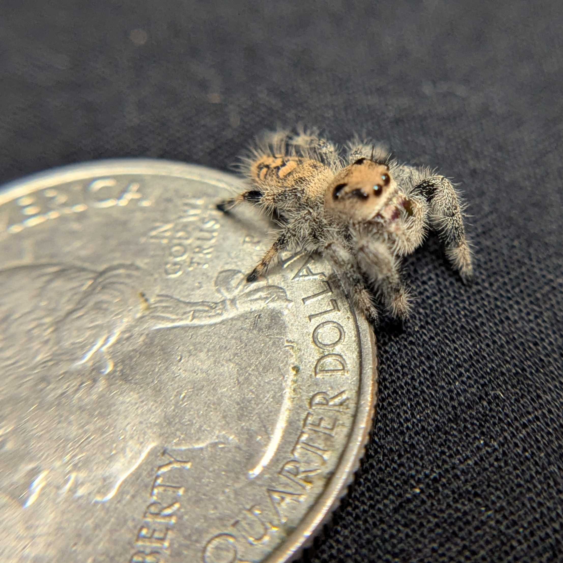 Regal Jumping Spider "Sugarplum"