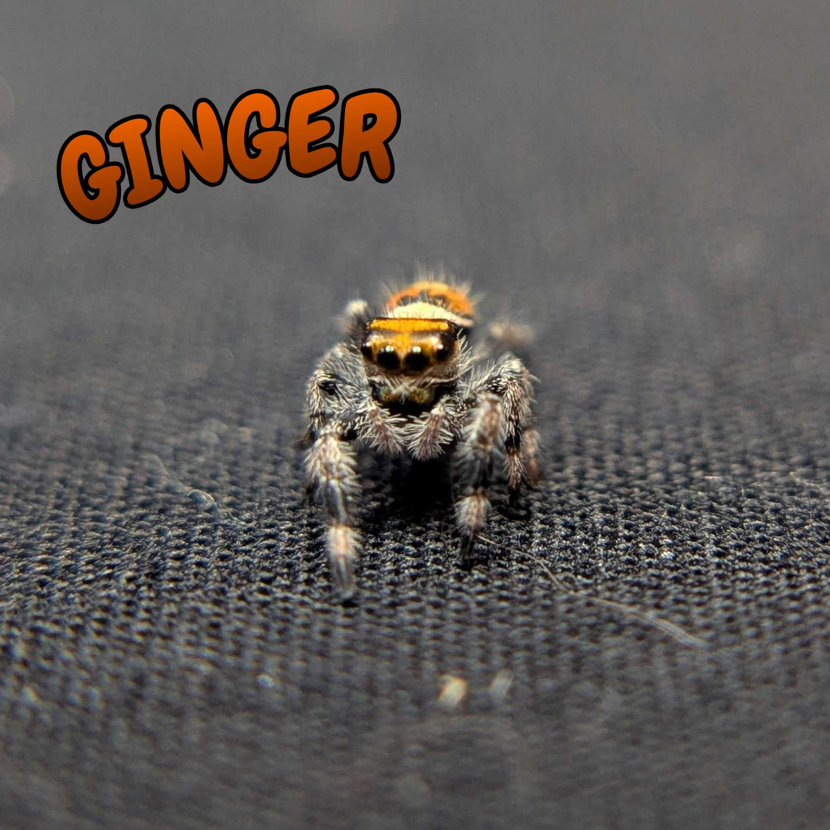Regal Jumping Spider "Ginger"