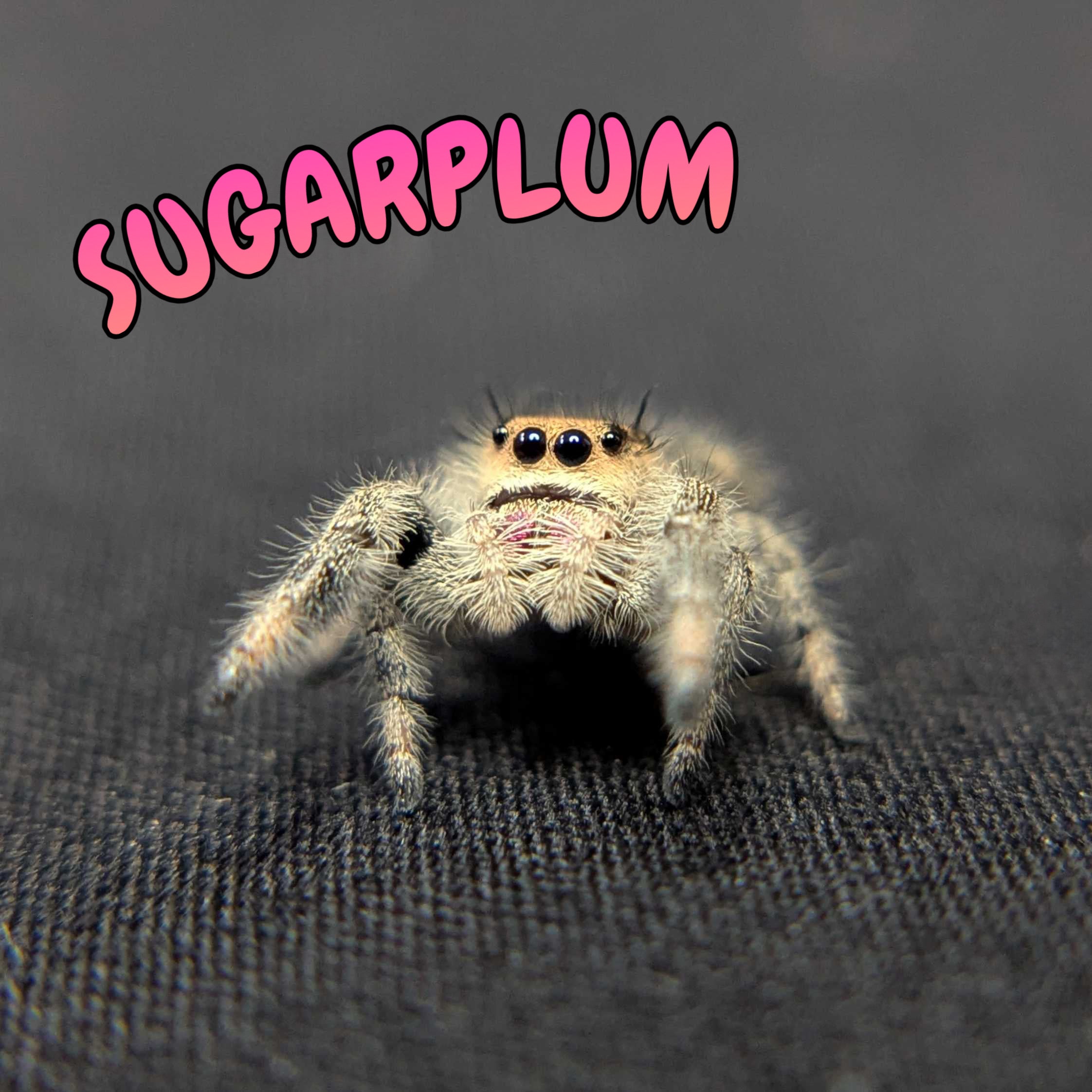 Regal Jumping Spider "Sugarplum"