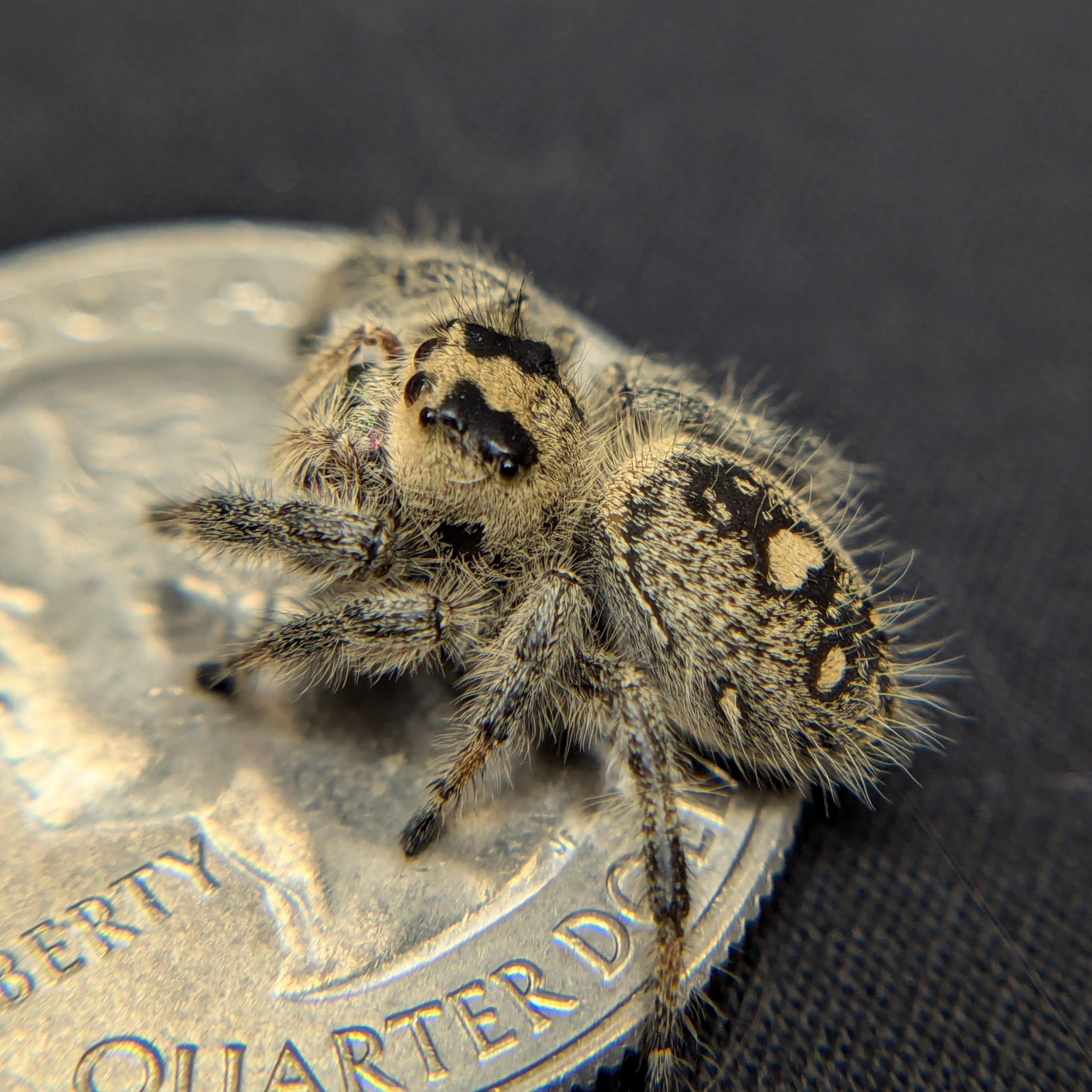 Regal Jumping Spider “Vera”