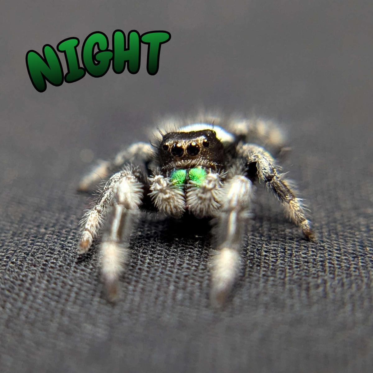 Regal Jumping Spider "Night"