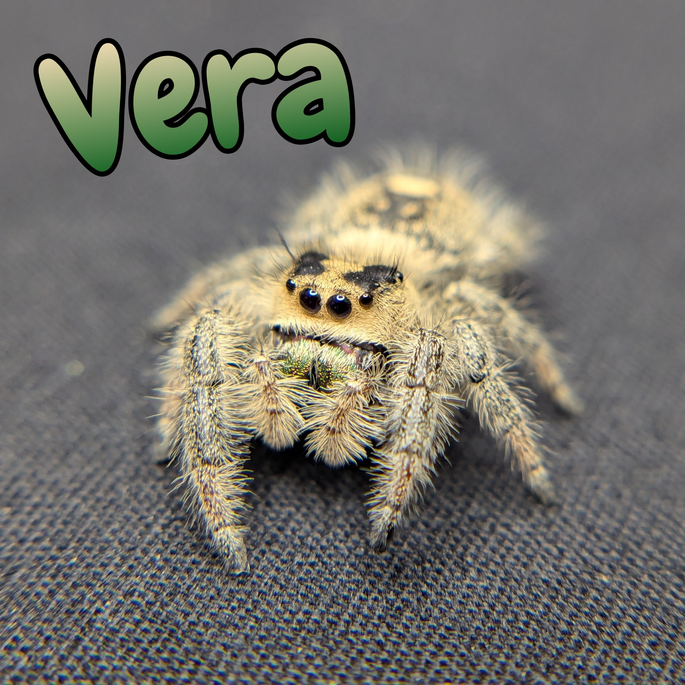 Regal Jumping Spider “Vera”