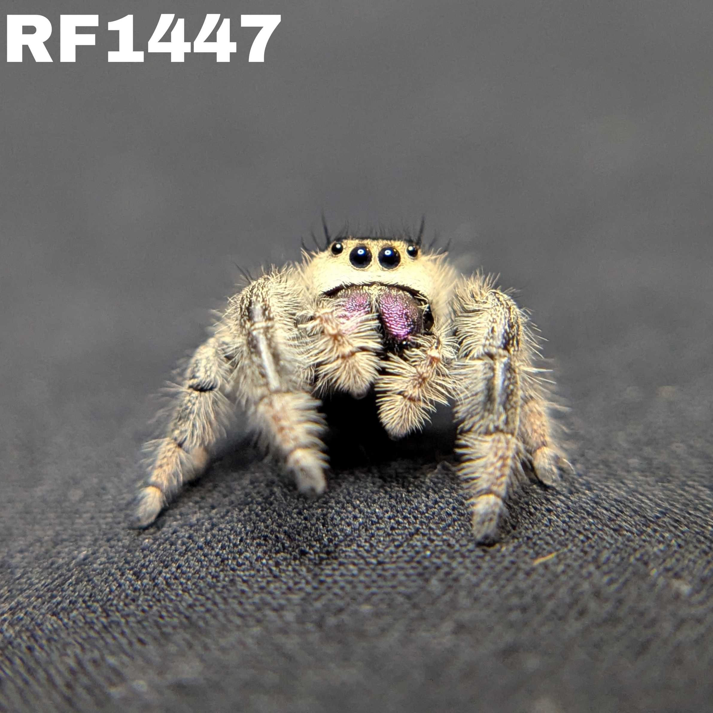Regal Jumping Spider "Gumdrop"