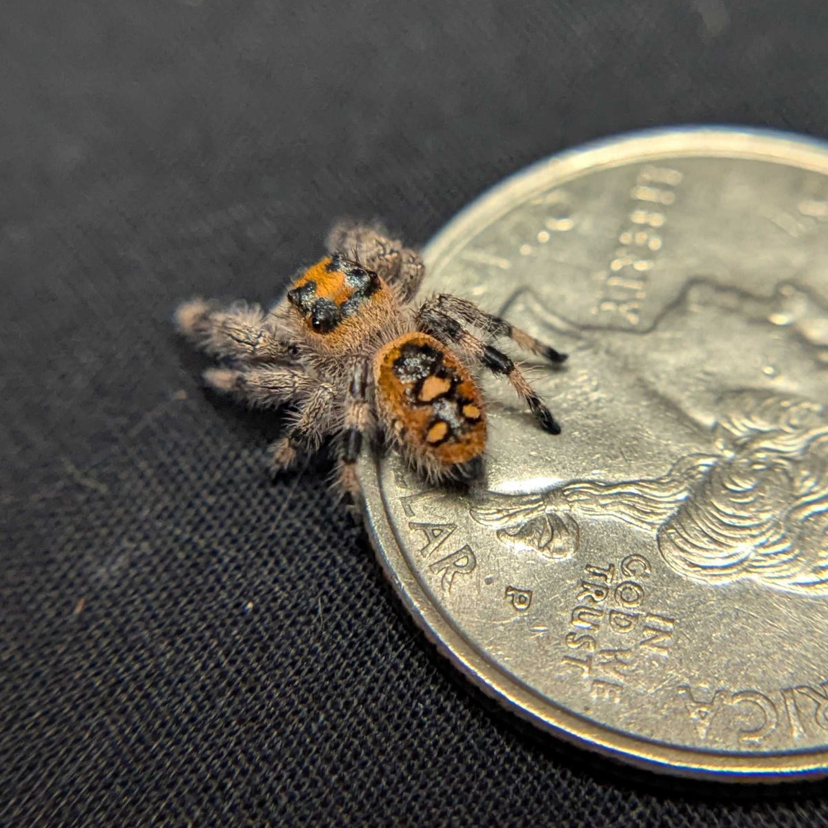 Regal Jumping Spider "Fruit Salad"