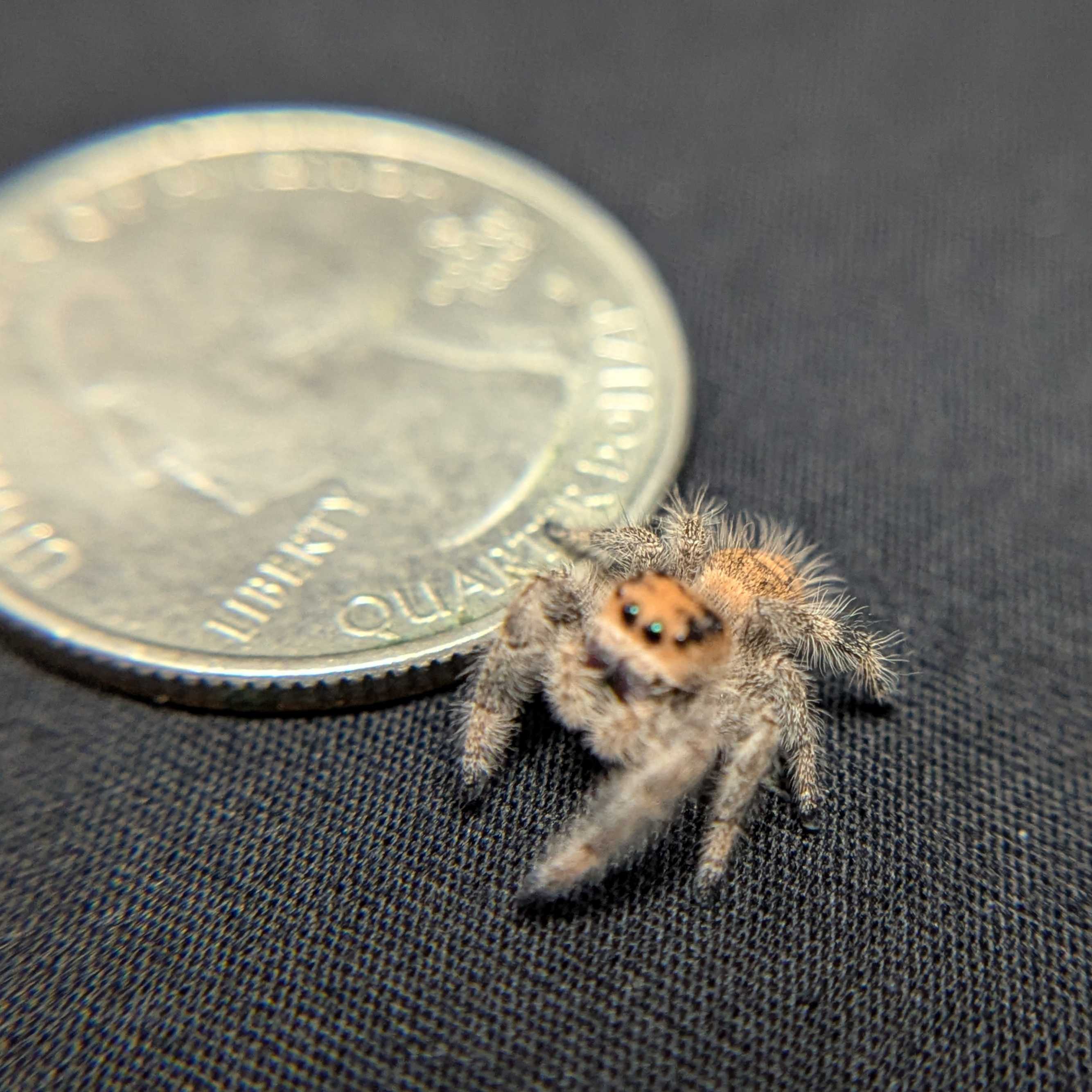 Regal Jumping Spider "Pastry"