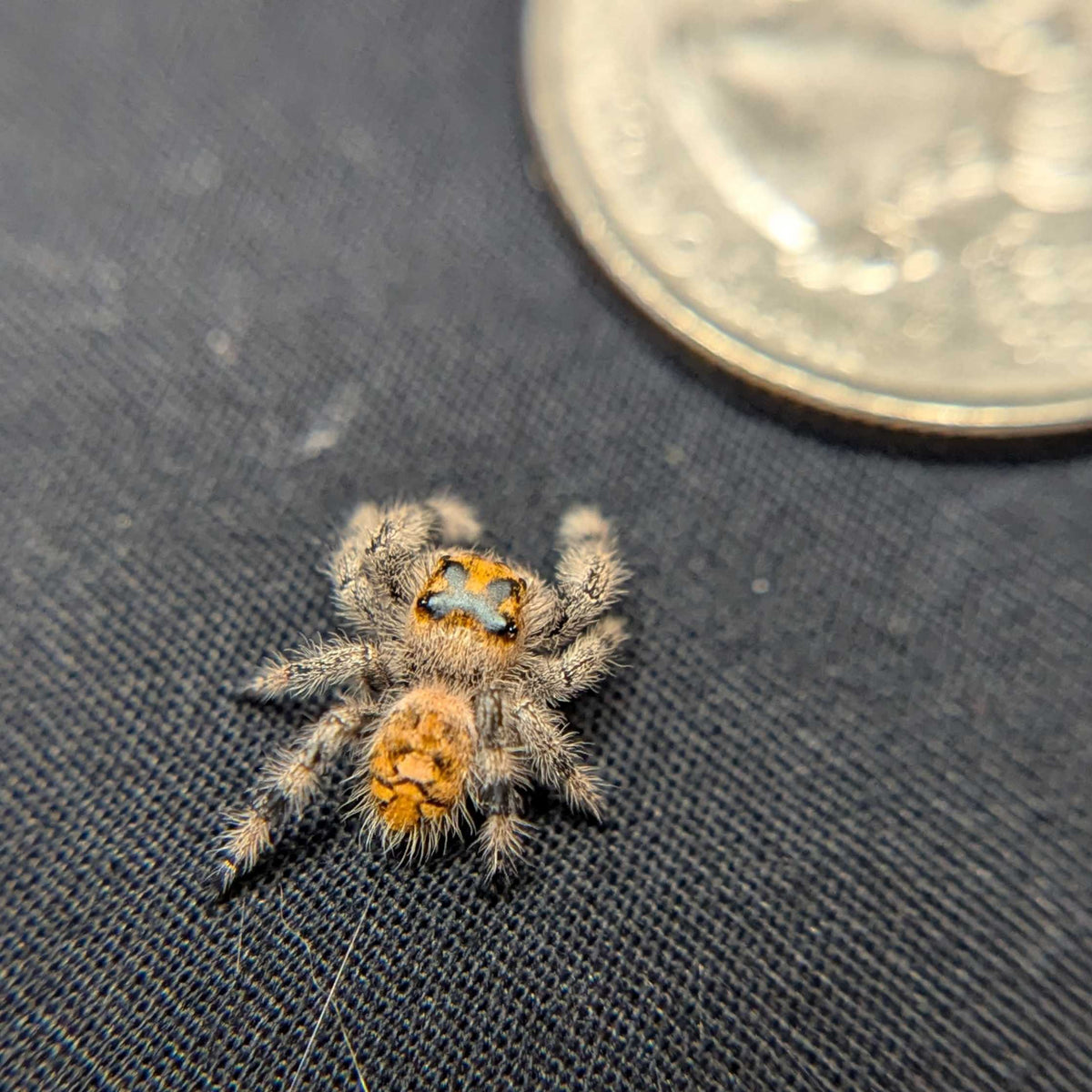 Regal Jumping Spider "Sunshine"