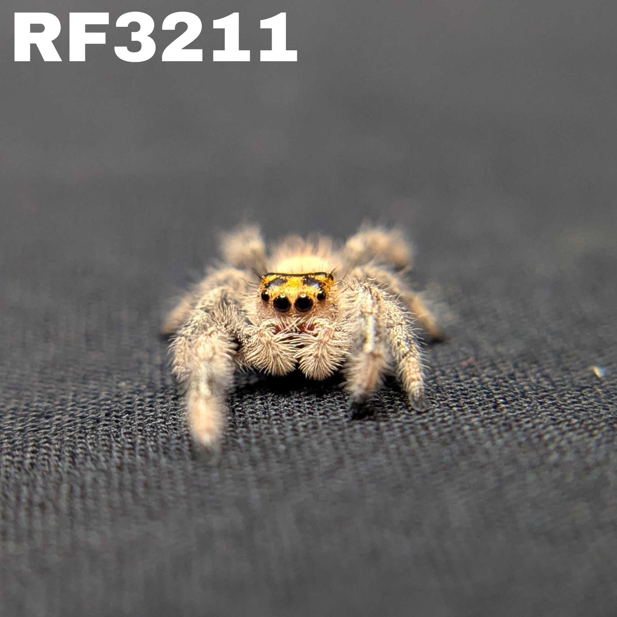 Regal Jumping Spider "Sunshine"