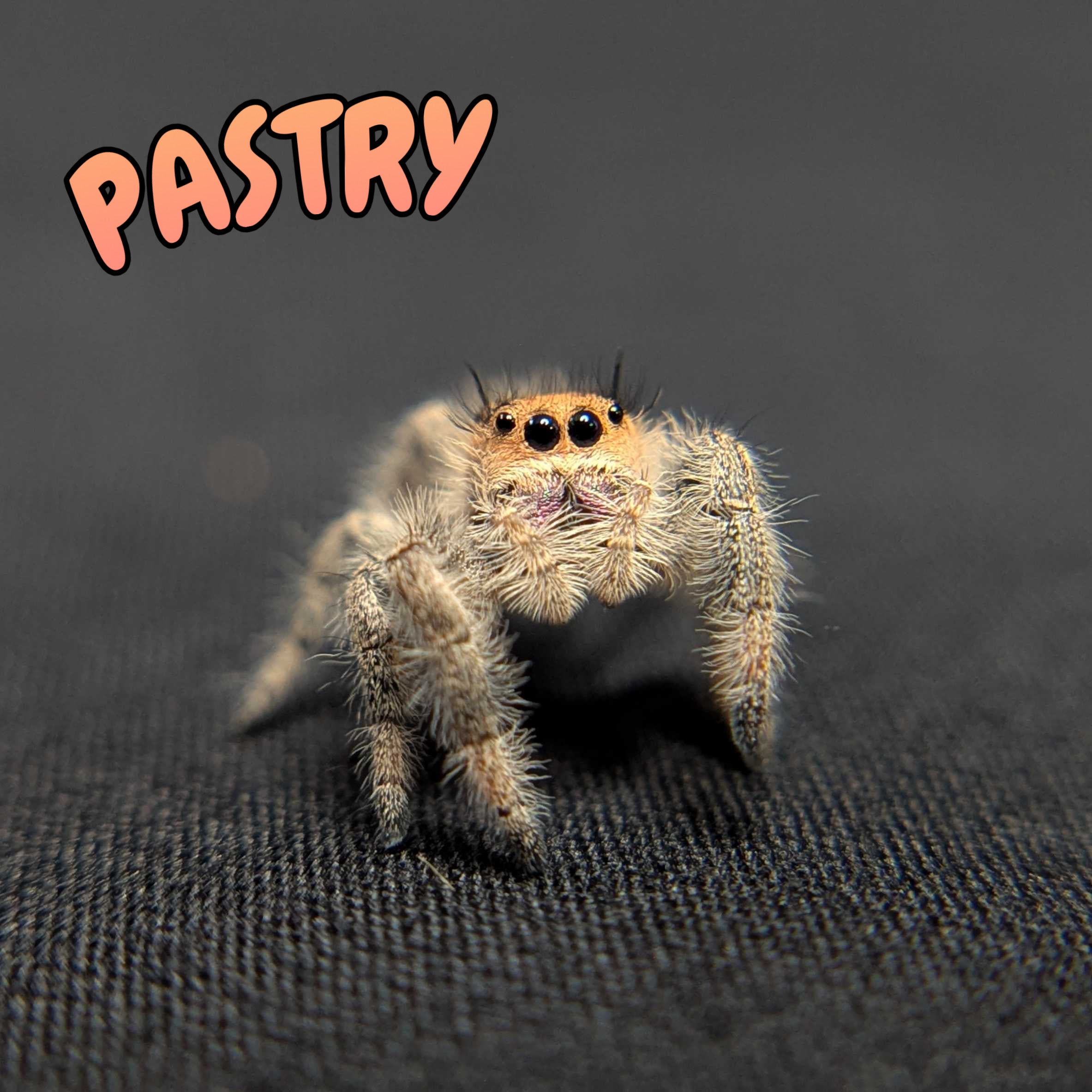 Regal Jumping Spider "Pastry"