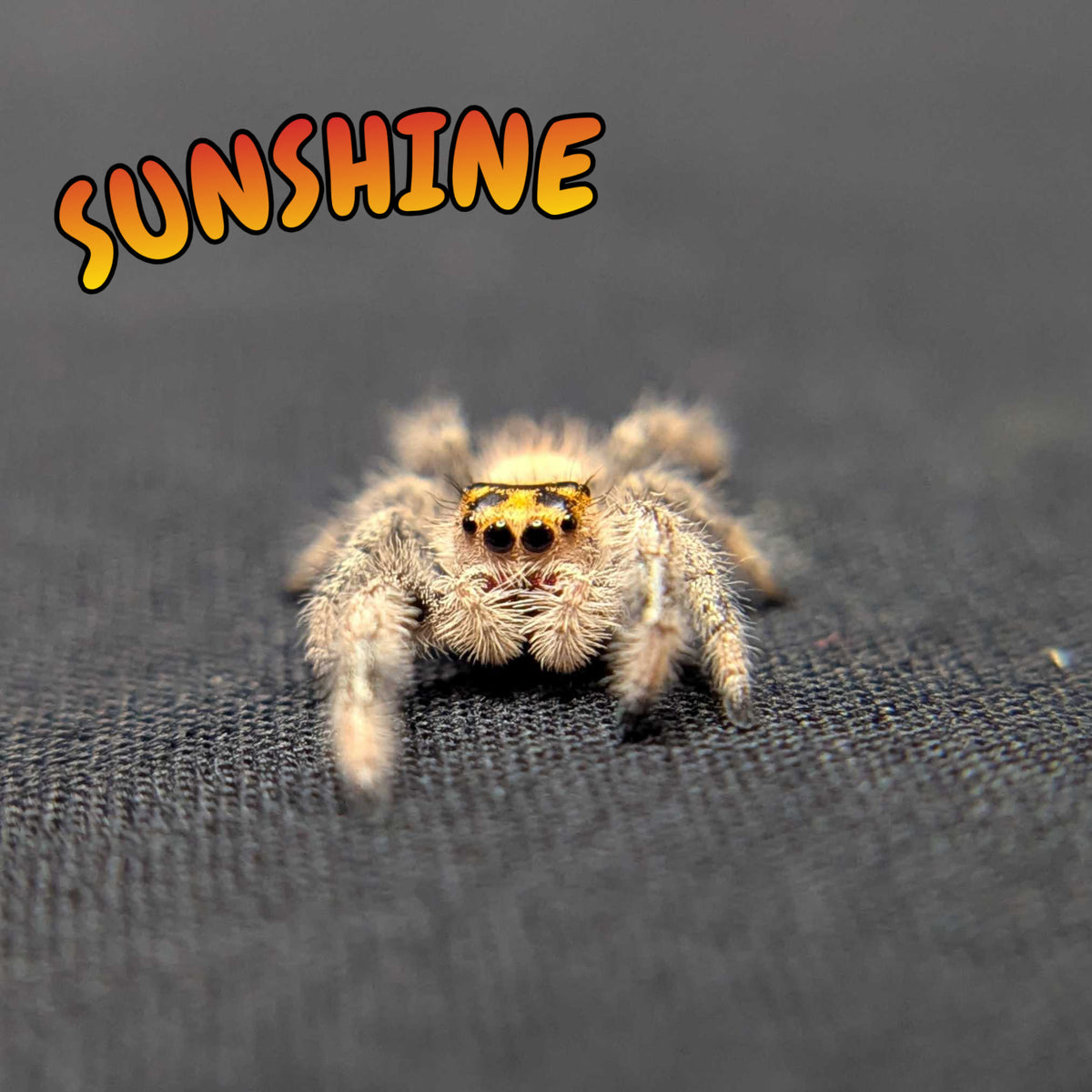 Regal Jumping Spider "Sunshine"