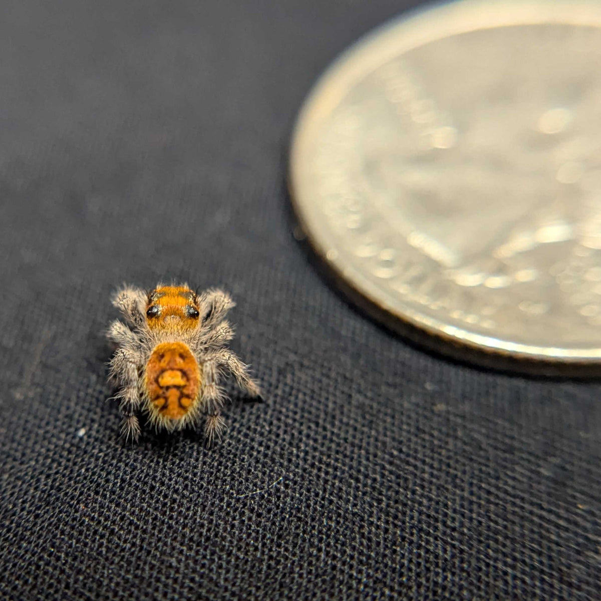 Regal Jumping Spider “Valencia”