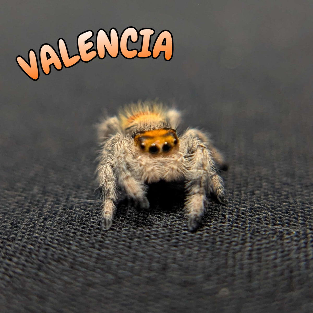 Regal Jumping Spider “Valencia”