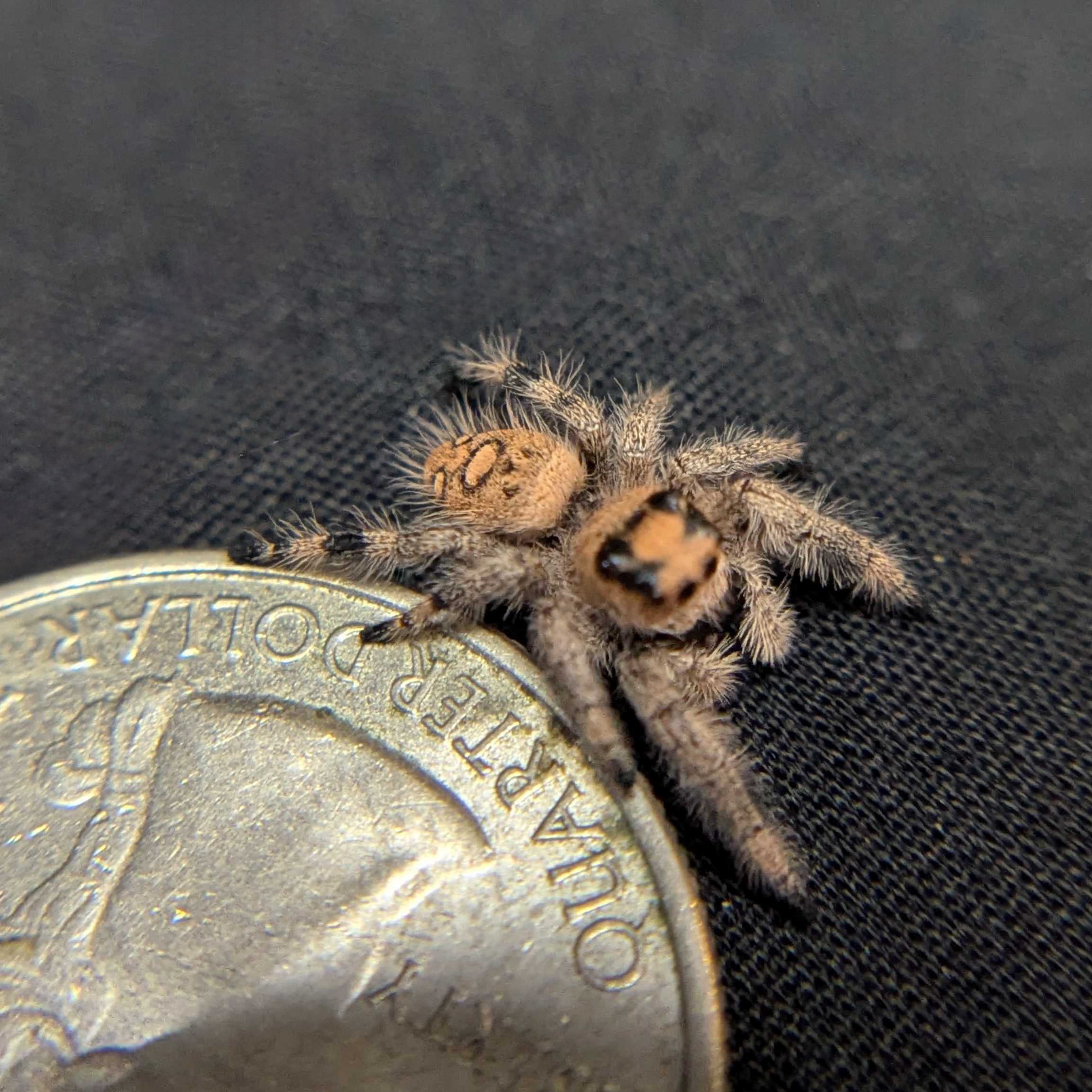 Regal Jumping Spider "Muffin"