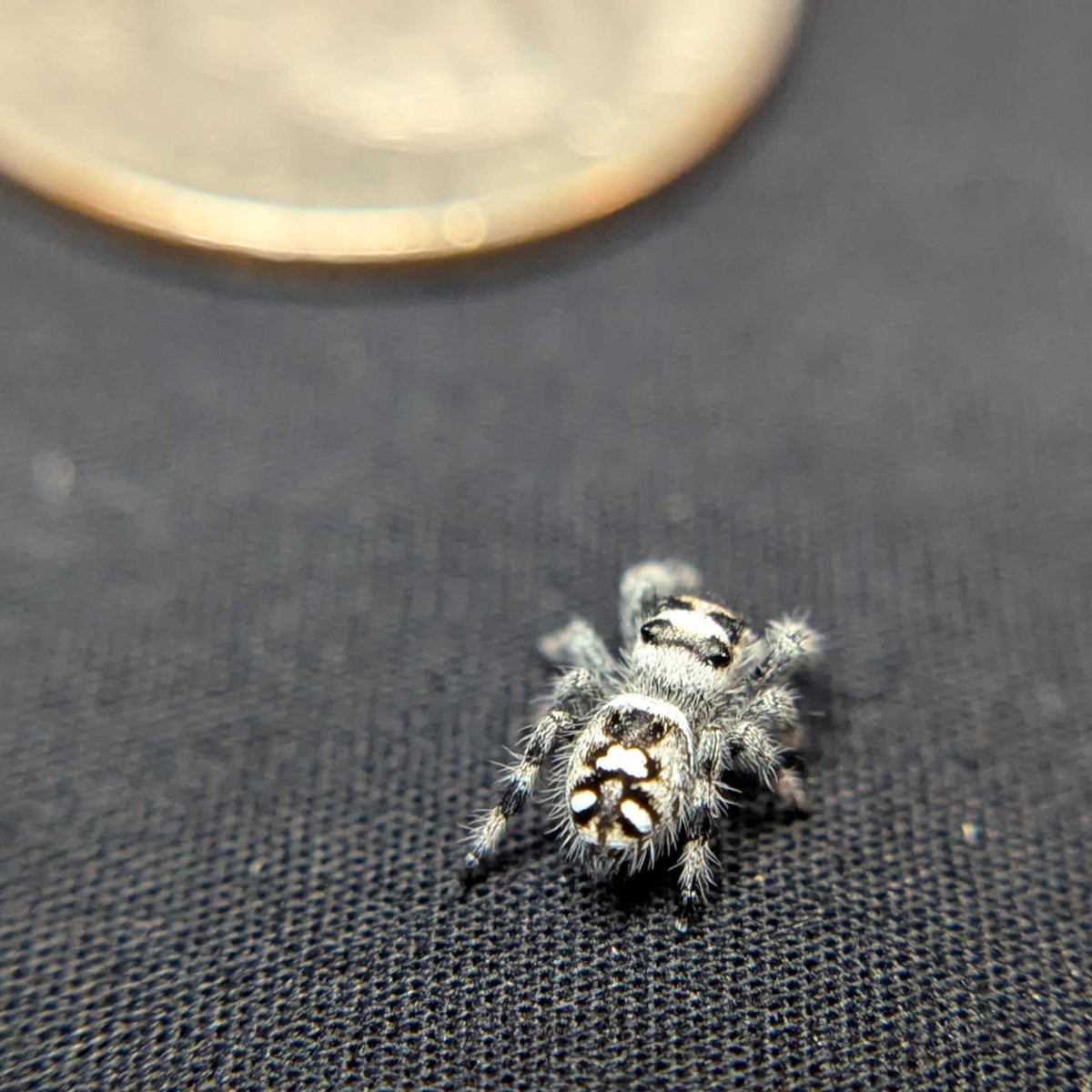 Regal Jumping Spider "Ninja"