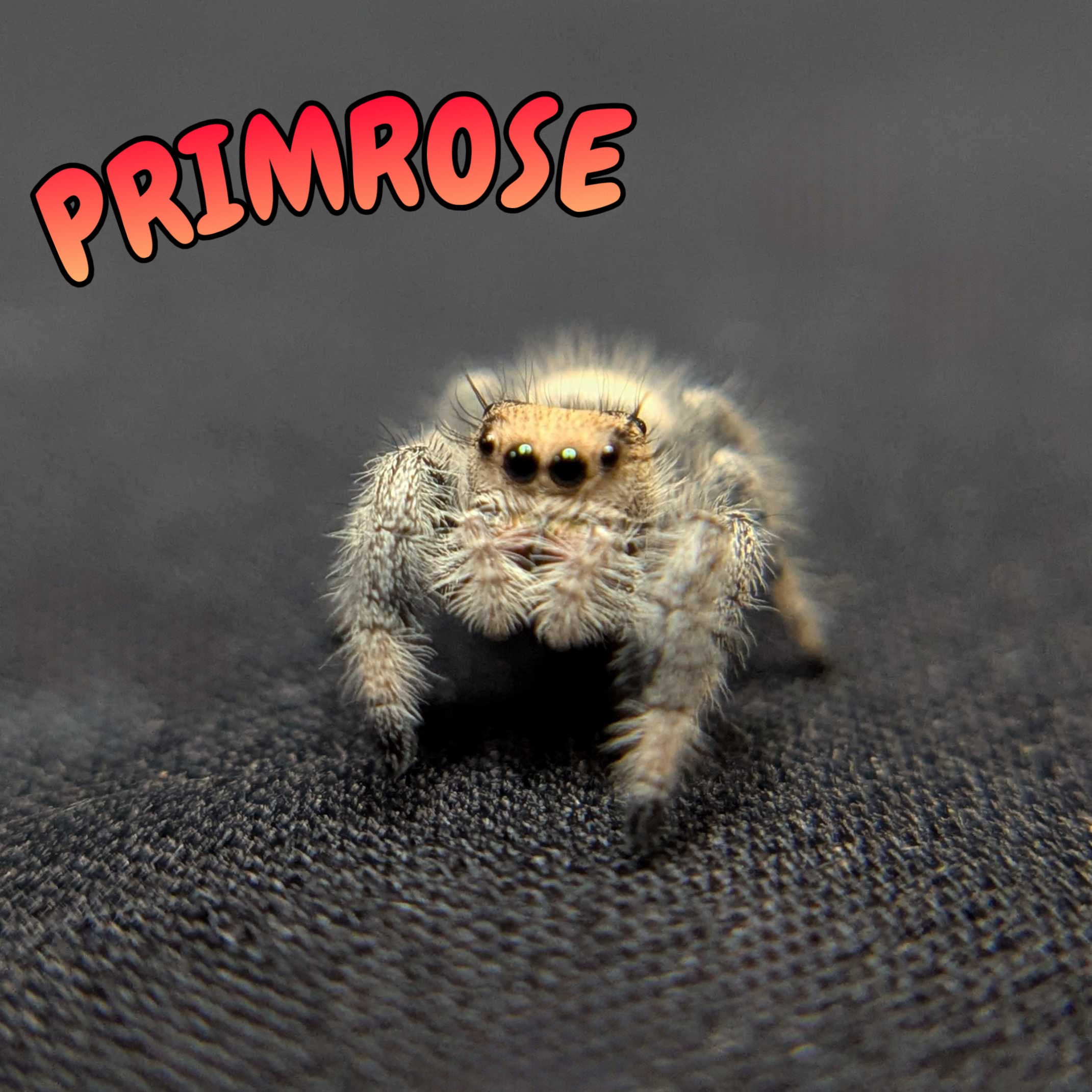 Regal Jumping Spider “Primrose”