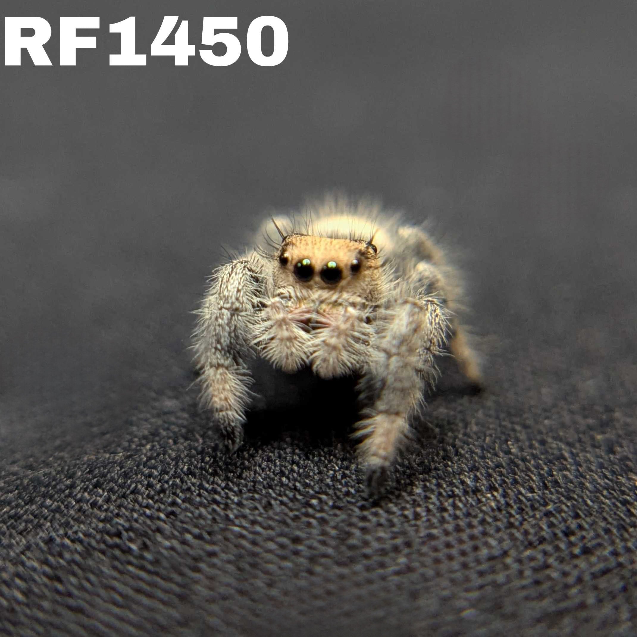 Regal Jumping Spider “Primrose”