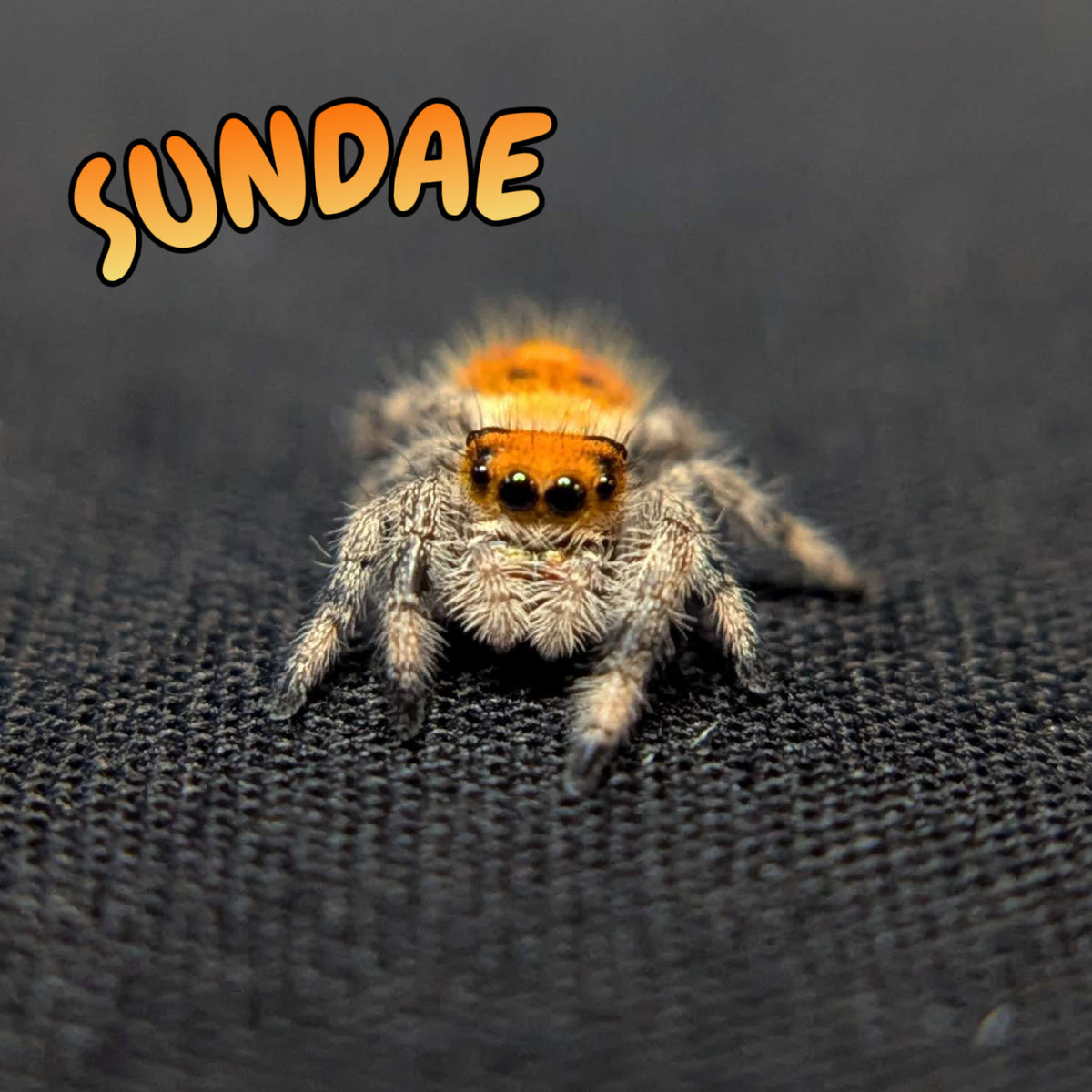 Regal Jumping Spider "Sundae"