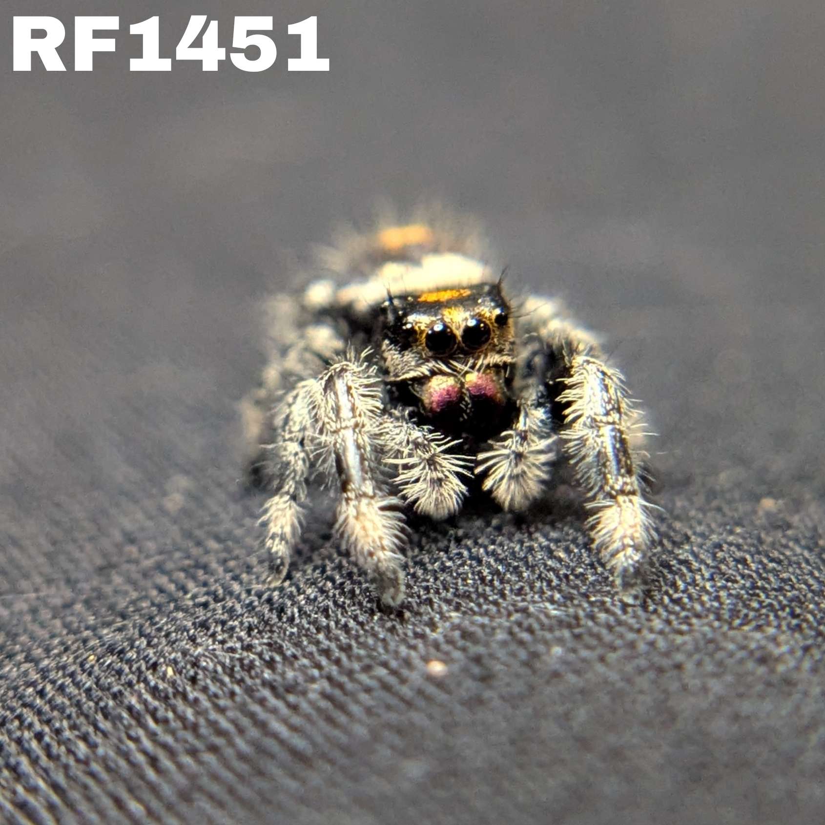 Regal Jumping Spider "Gothic"