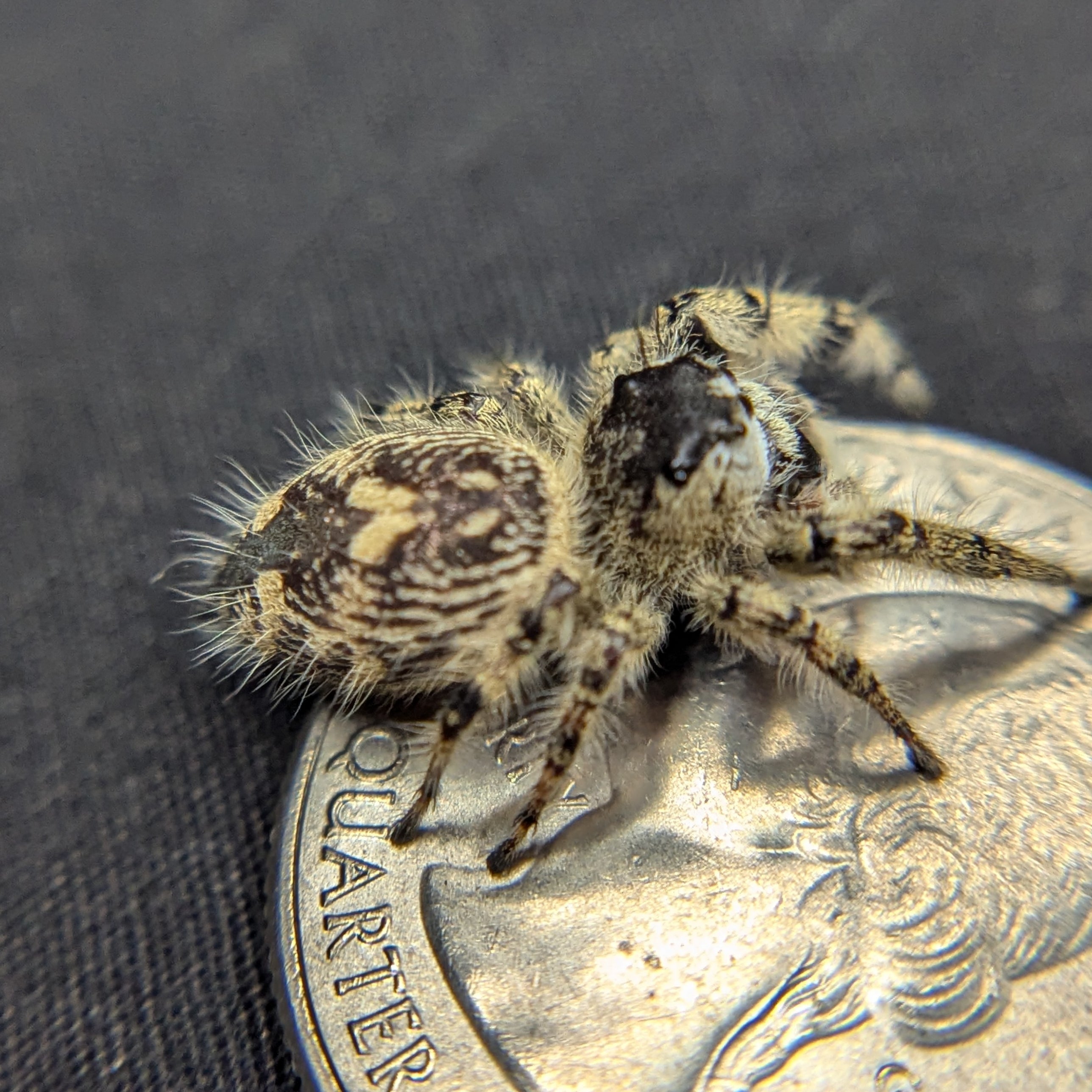 Otiosus Jumping Spider “Candy Puff”